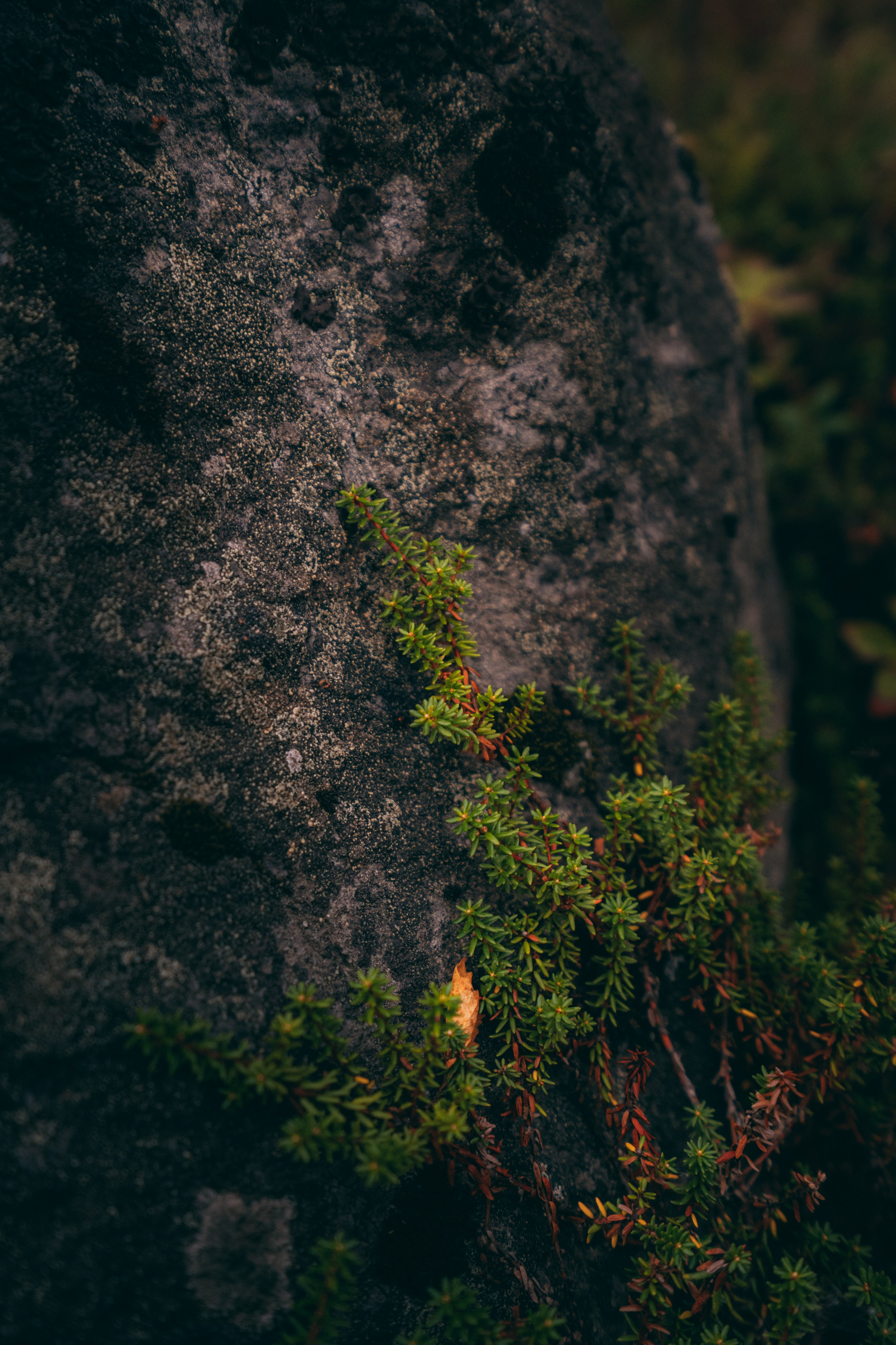 Мурманск. Фотограф Алиса Аспер