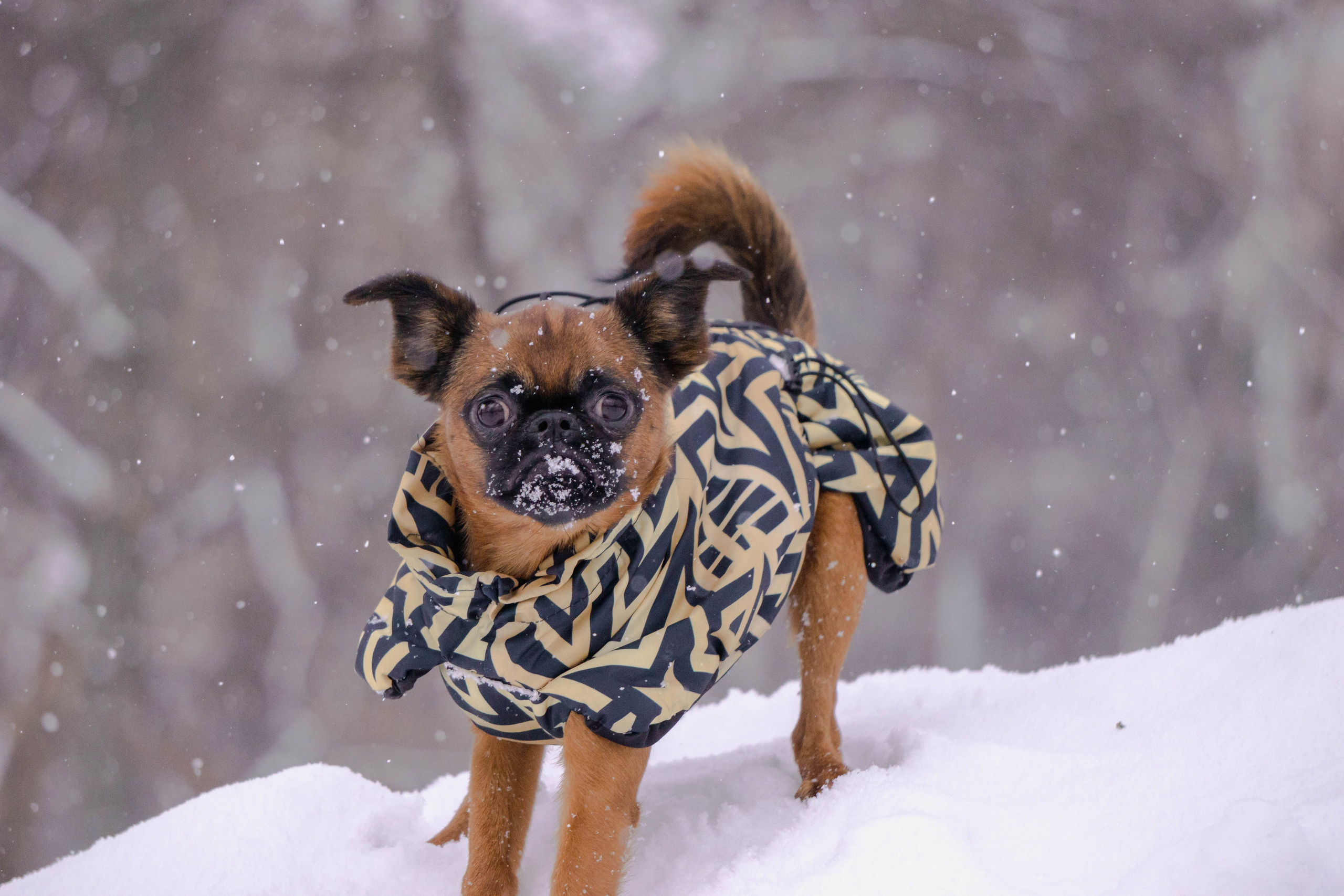 Надя и Ефим. Фотограф-анималист Ксения Воробьева, Москва