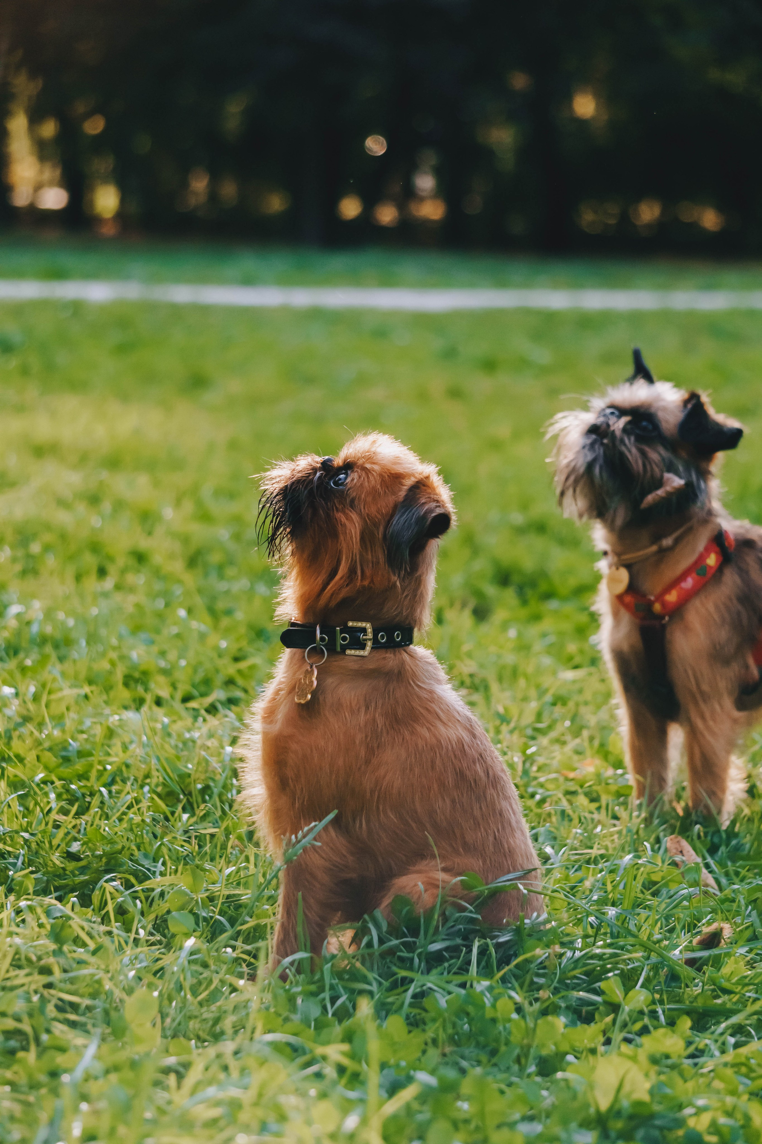 Мини-туса гриффоны и брабансоны. Фотограф-анималист Ксения Воробьева, Москва