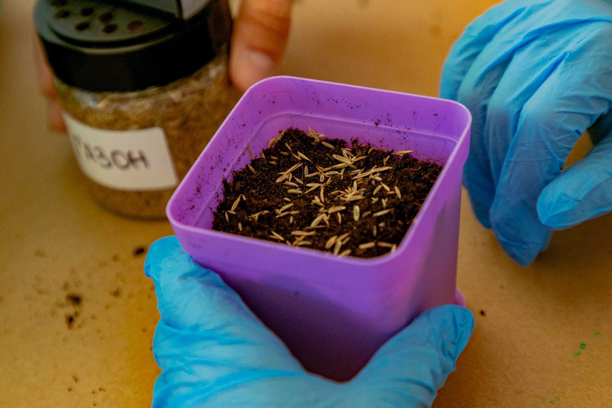 Большой семейный фестиваль — 2025. Репортажный и концертный фотограф в Санкт-Петербурге Адмакина Дарья