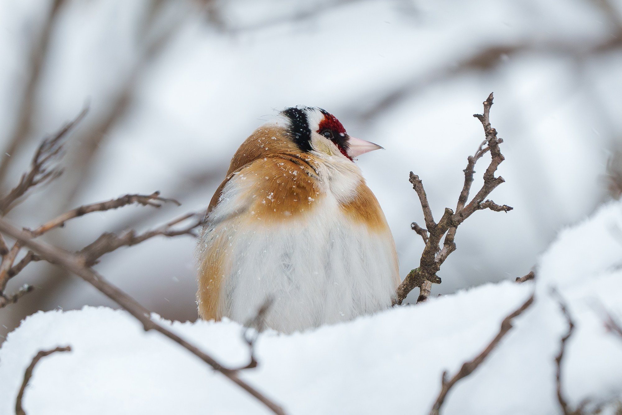 Удивительные мир птиц. Вокруг нас столько прекрасного — присмотритесь!. Ваш личный фотограф Марина Волкова