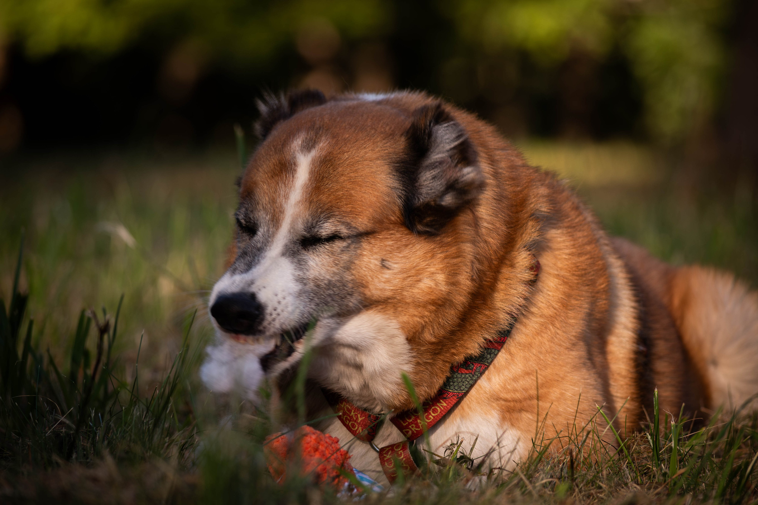 Ник и Полина. Фотограф Светлана Блинова, Москва и Московская область