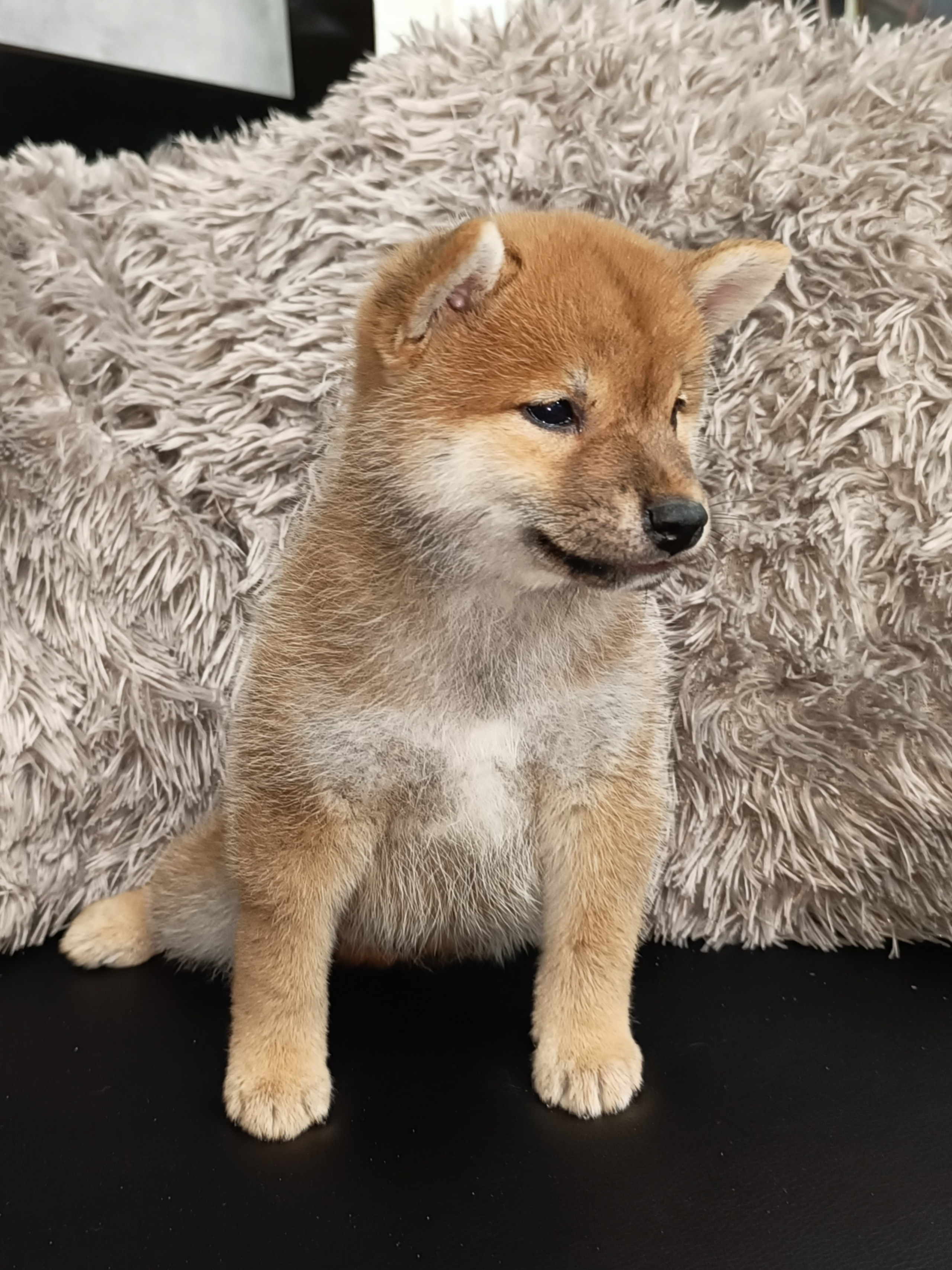 Сиба Rubylight Nick питомник Рубилайт