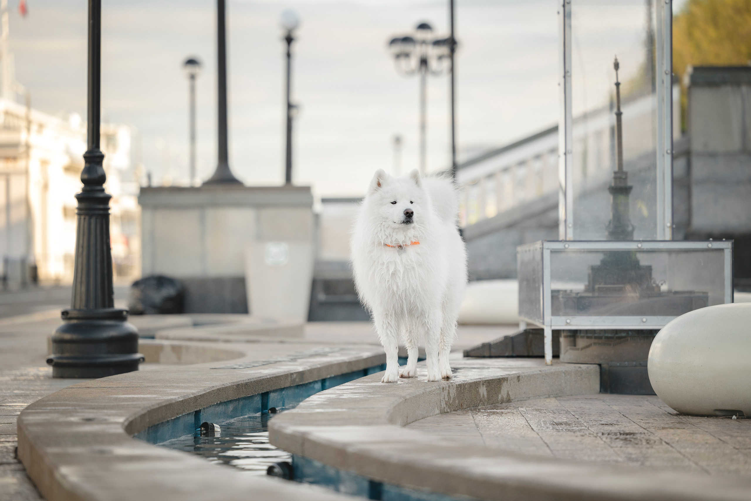 Ната, Панти, Речной Вокзал. Фотограф анималист в Москве Майорова Евгения