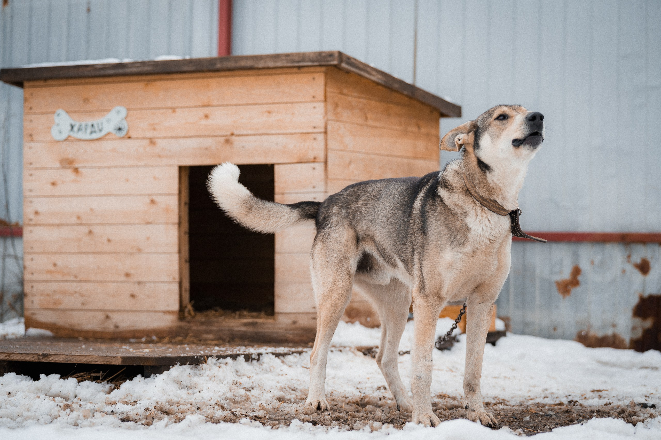 Харди. Улыбка собаки — спасение и пристройство бездомных собак