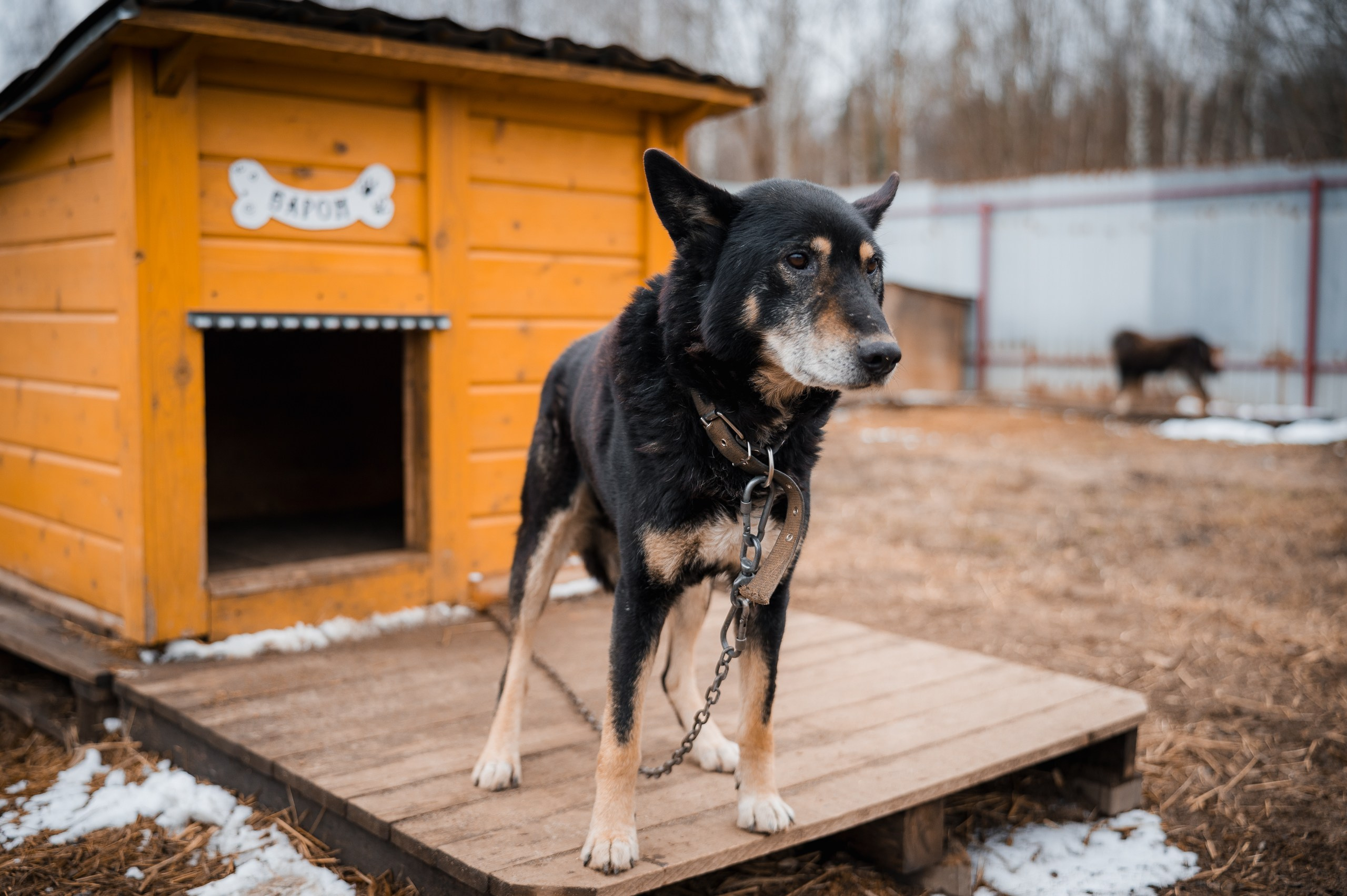 Барон. Улыбка собаки — спасение и пристройство бездомных собак