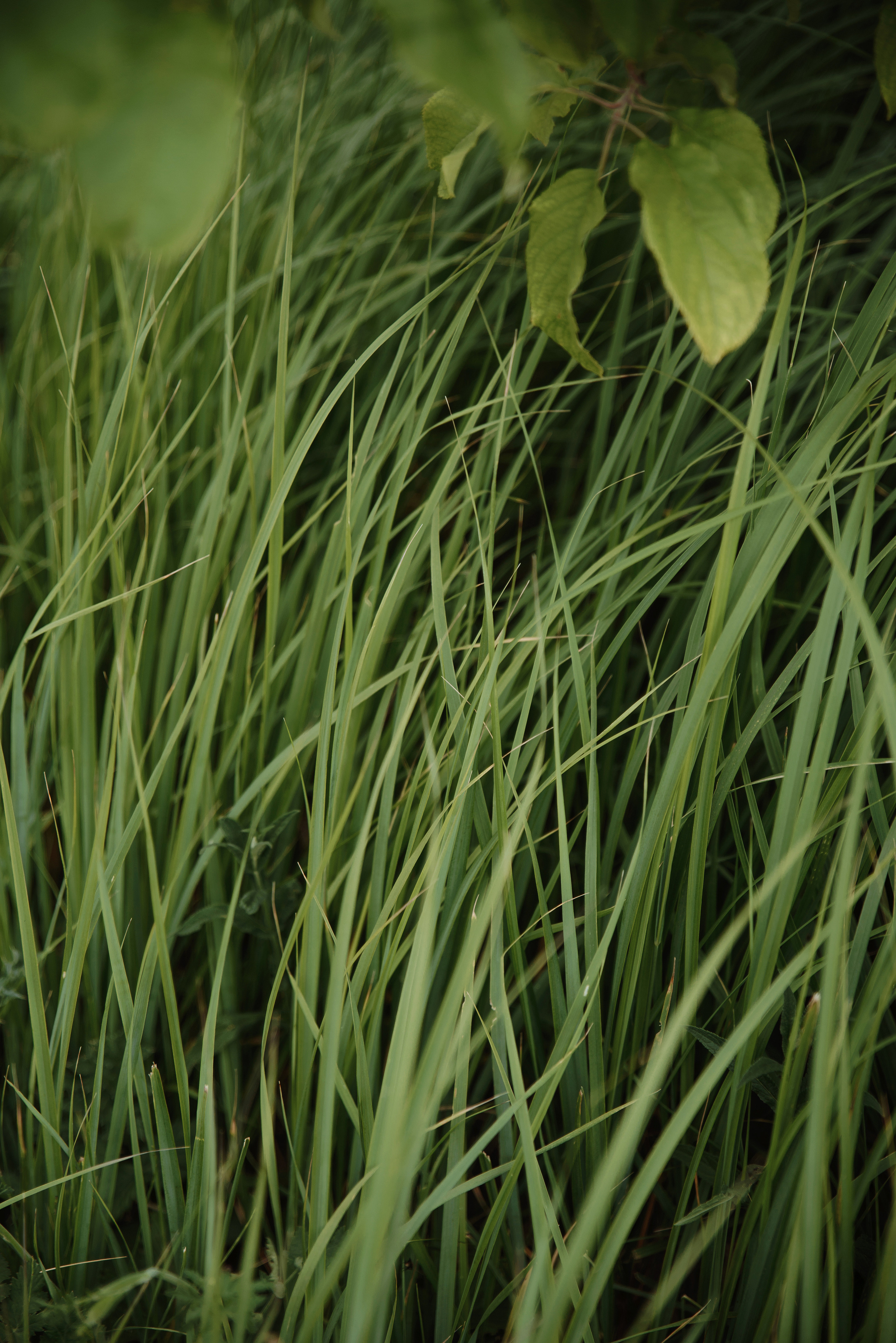 В ожидании- Ляйсан и Марсель. Свадебная и семейная фото-видеосъемка в Уфе, Москве