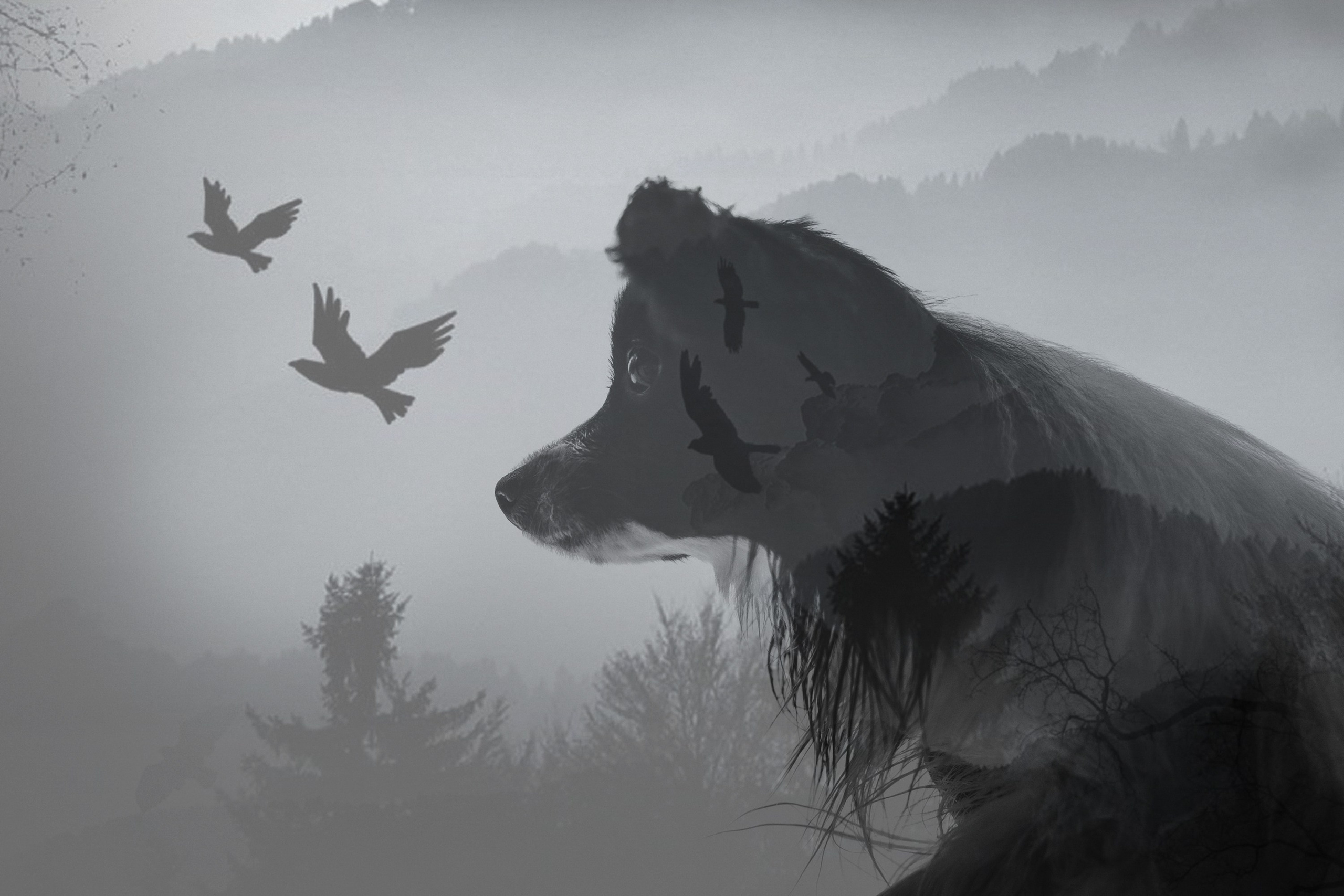 Альбина и Амелия. Фотограф анималист в Москве и Санкт-Петербурге Свиридова Анна