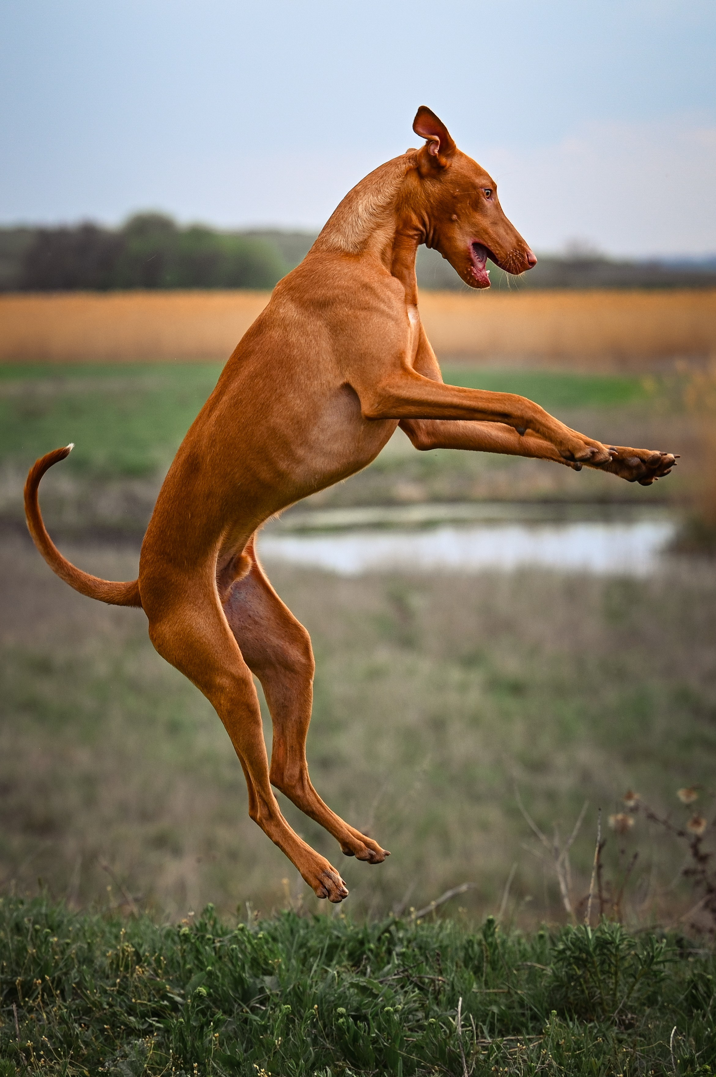 Фараонова собака Ромарио. Фотограф в Ростове —на — Дону