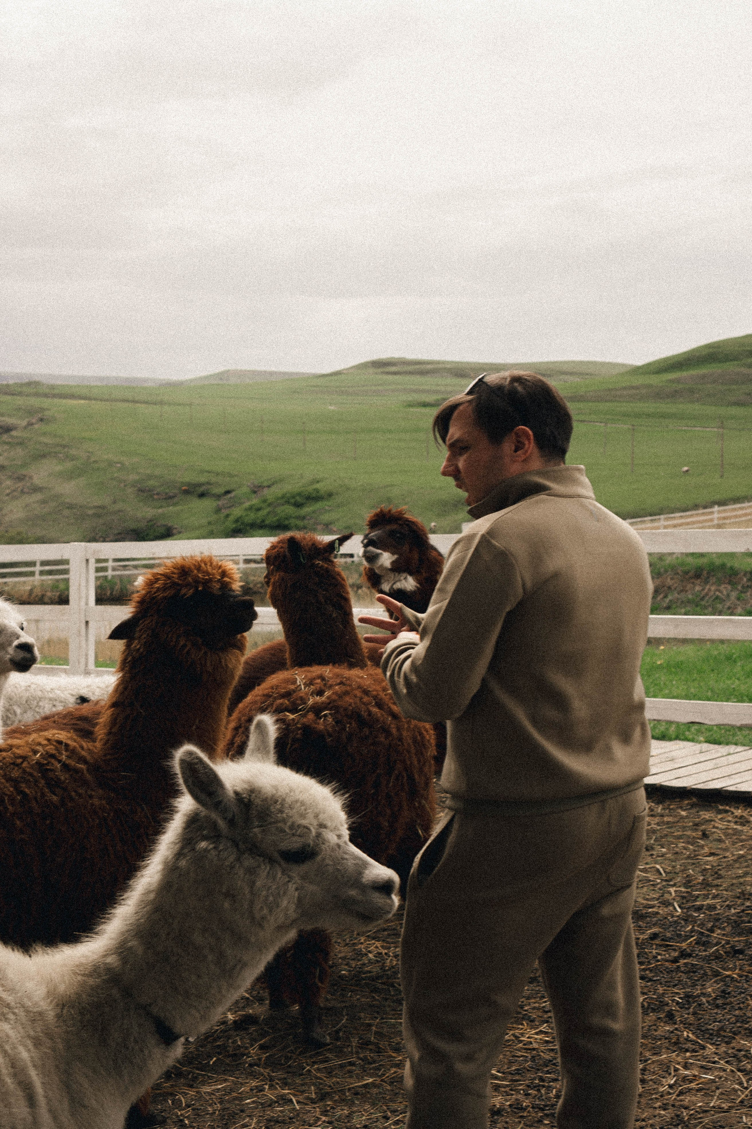 Ферма Альпак. Профессиональный фотограф, Санкт-Петербург — Виктория Богомолова