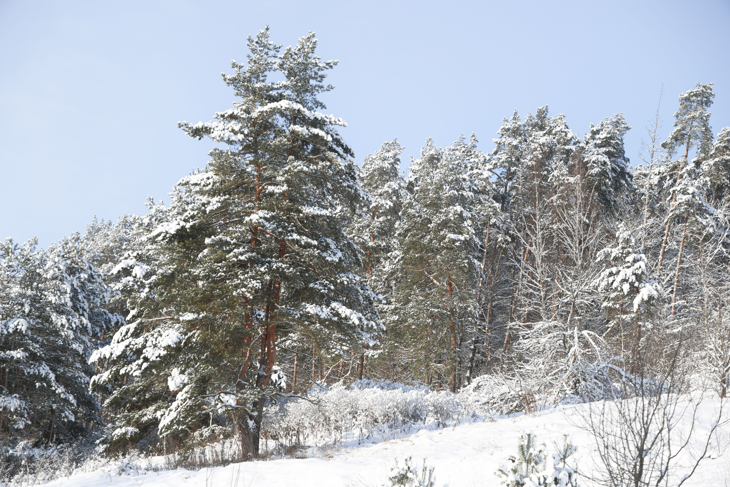 Рождествено Зима 2026. Фотограф Максим Татаринов