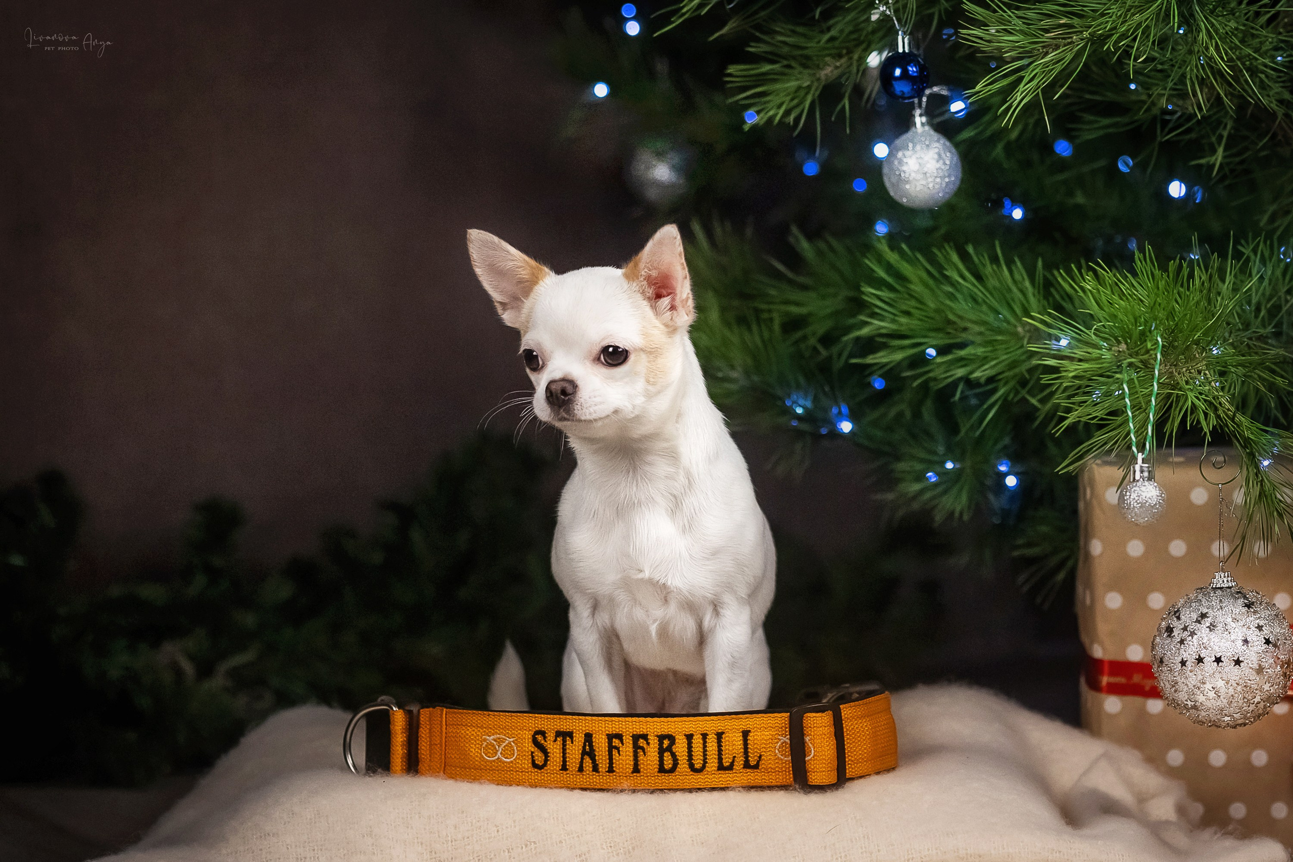 Фотодень_3 2025. Фотограф анималист Аня Ливанова | Рыбинск