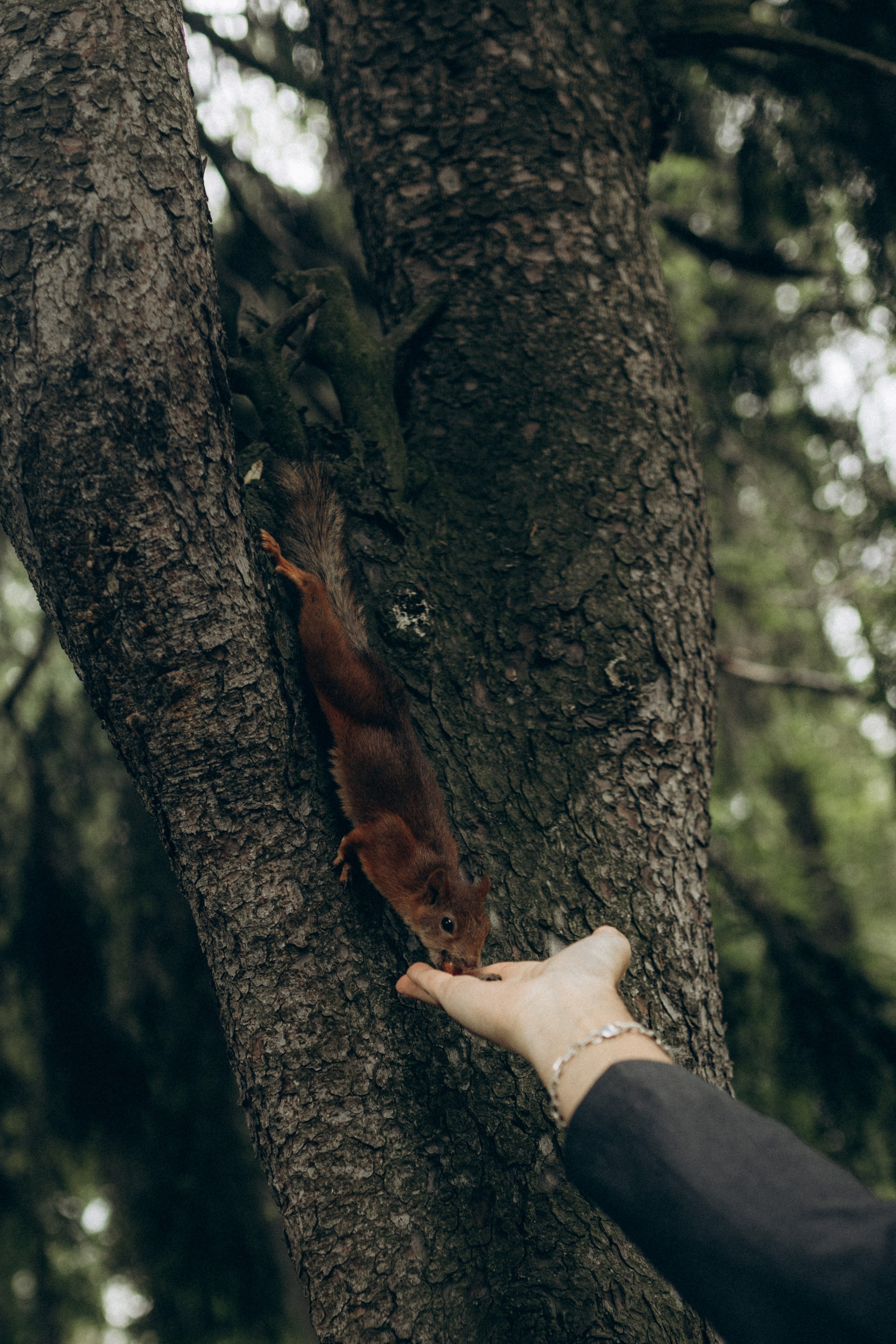 Юлия & Андрей. Фотограф НОГИНСК, Москва, Анастасия Белая