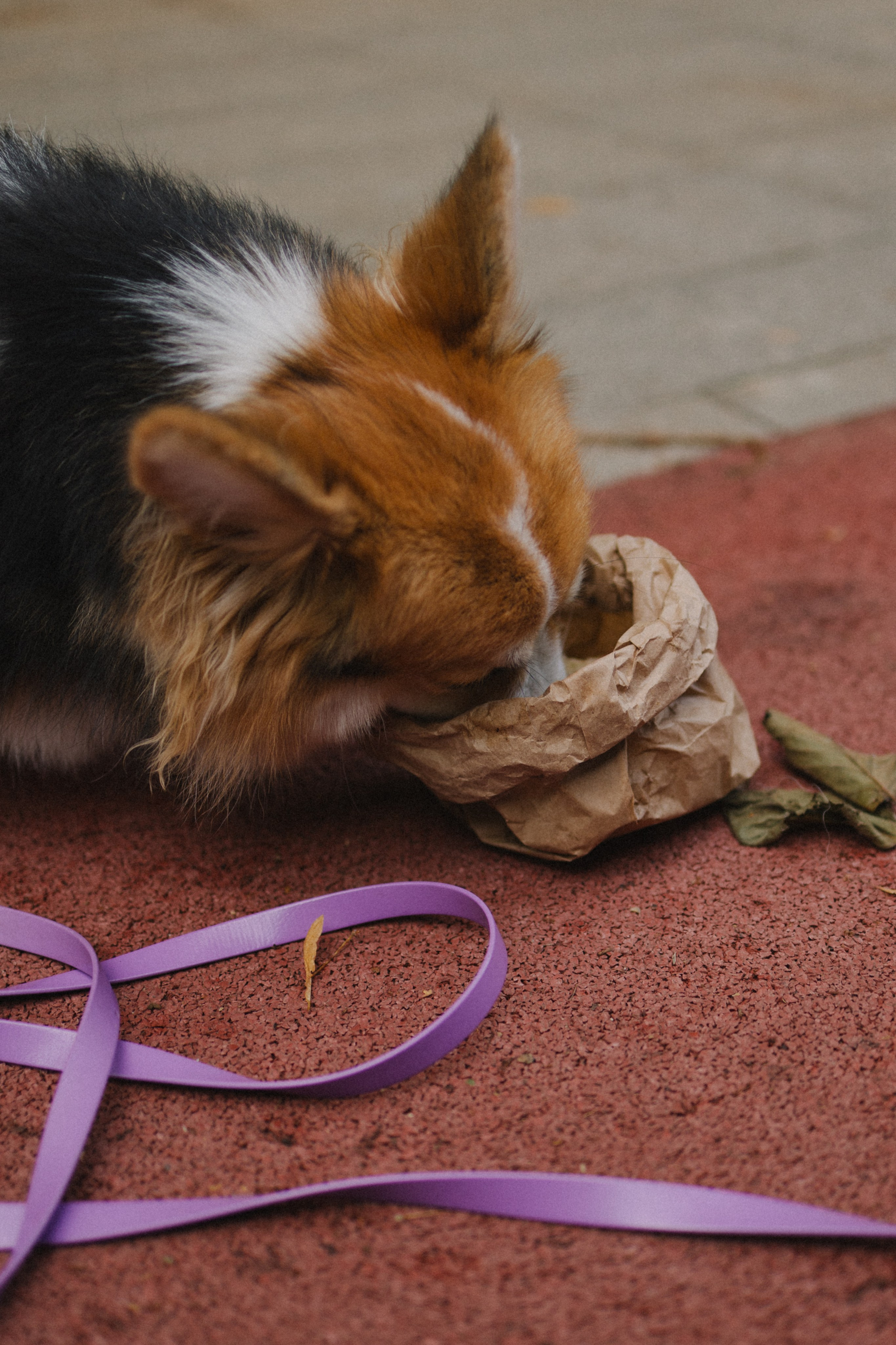 Мишель и Влада. Фотораф — анималист Мария Шистка