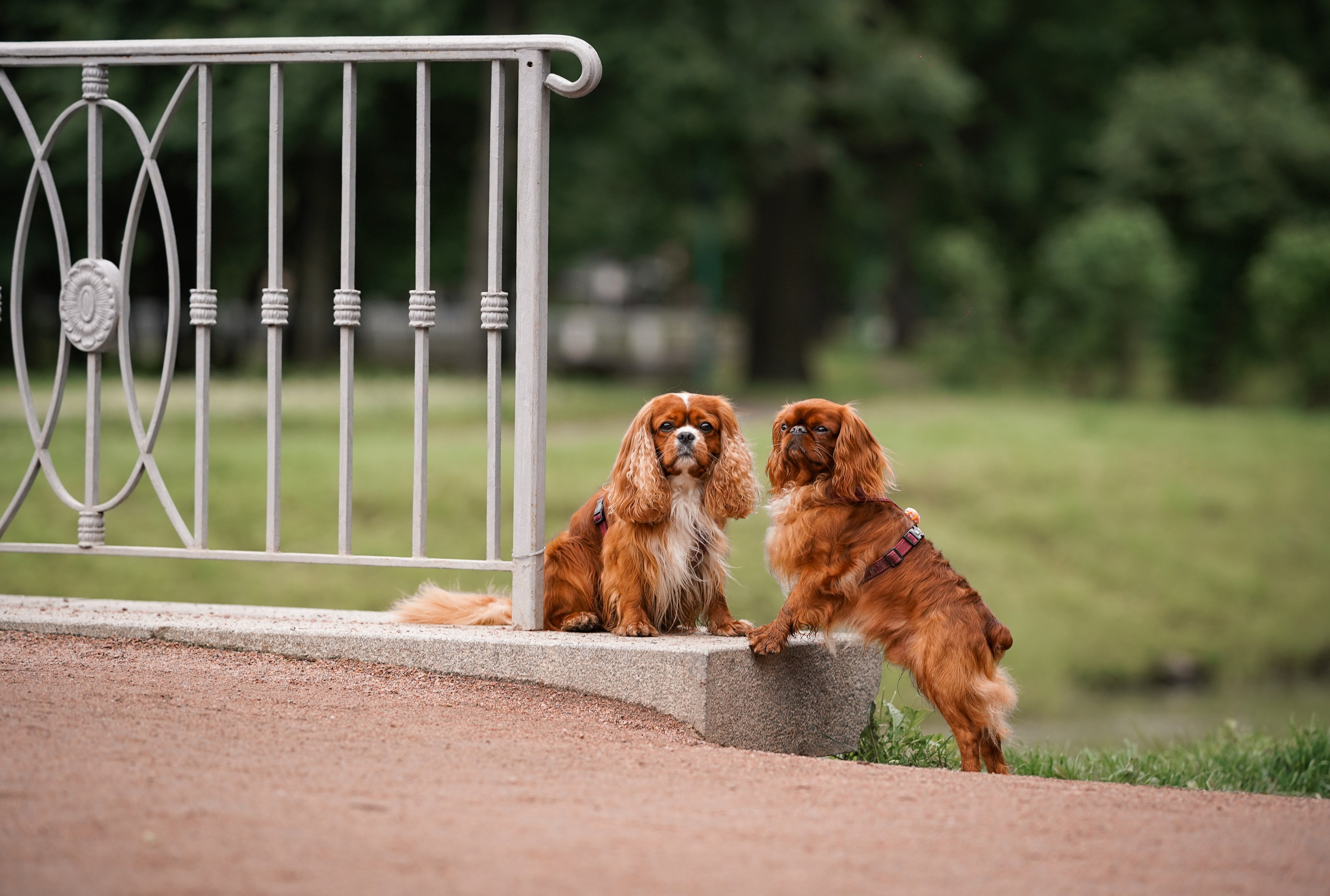 Юля Володя Гарри и Верон. Фотограф-анималист в Санкт-Петербурге Яна Мартынова