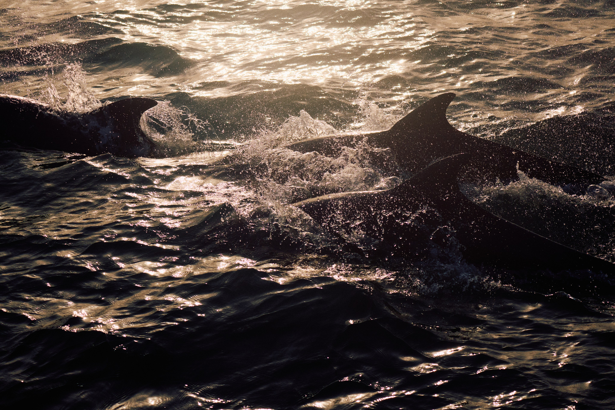 Archipelago Bissagos. See the moment and catche. commercial and reportage