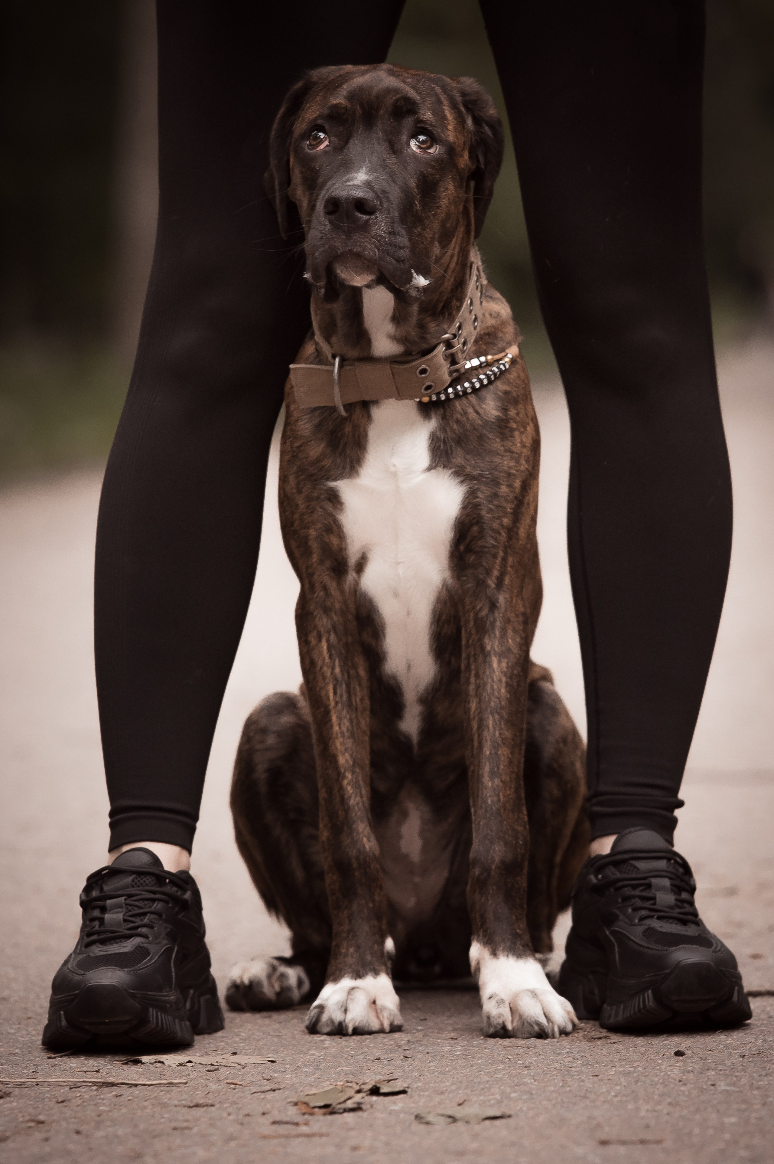 Собаки. Фотограф-анималист в Санкт-Петербурге Анастасия Иванова