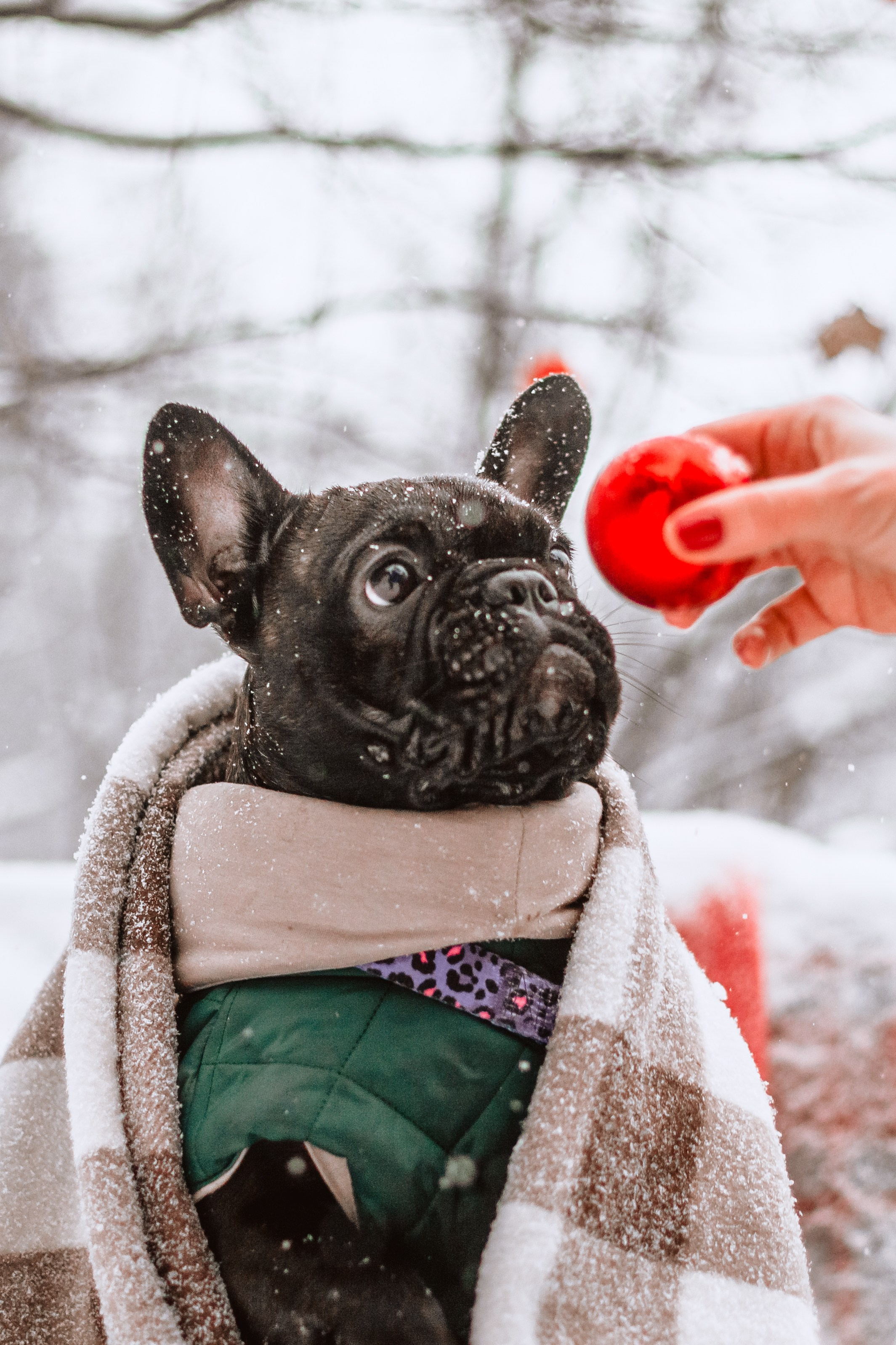 Кантри Хаус. Фотограф-анималист Татьяна Степанова