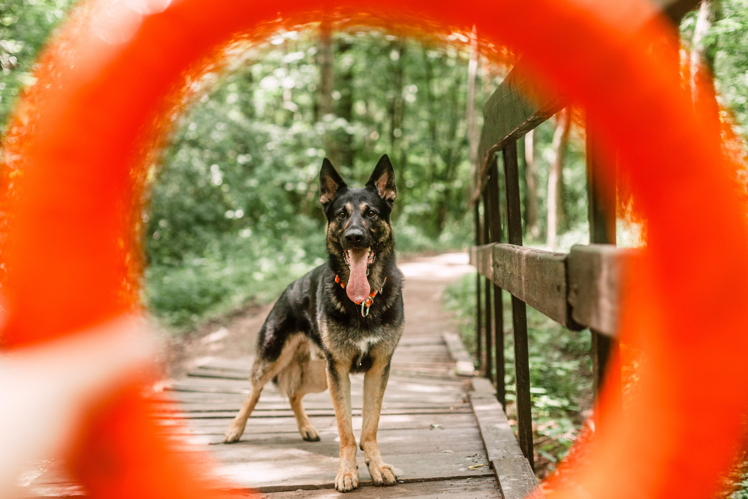 Лесная летняя фотопрогулка. Фотограф-анималист Татьяна Степанова