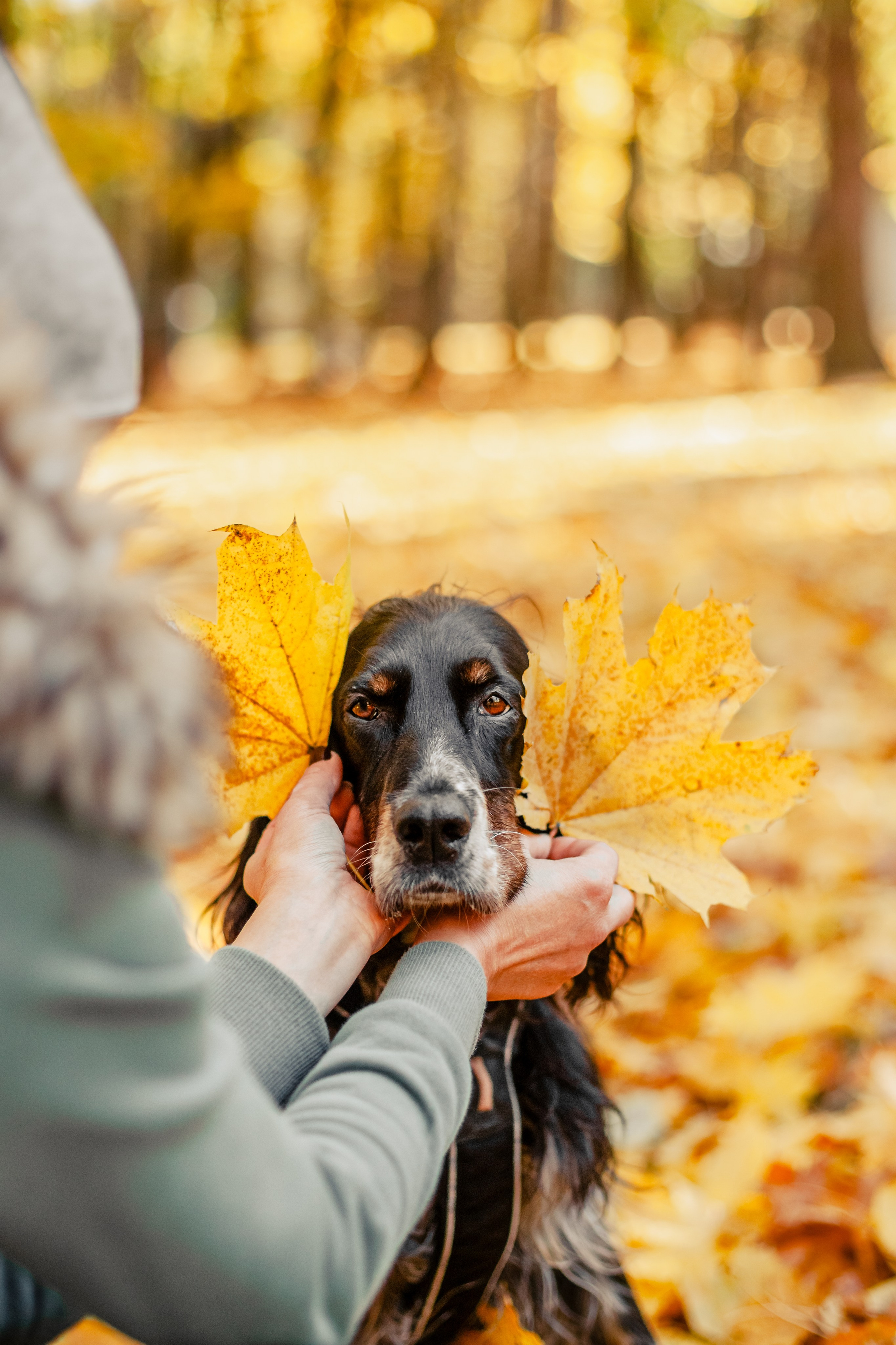 Света, Хайди, Богдана. Фотограф-анималист Татьяна Степанова