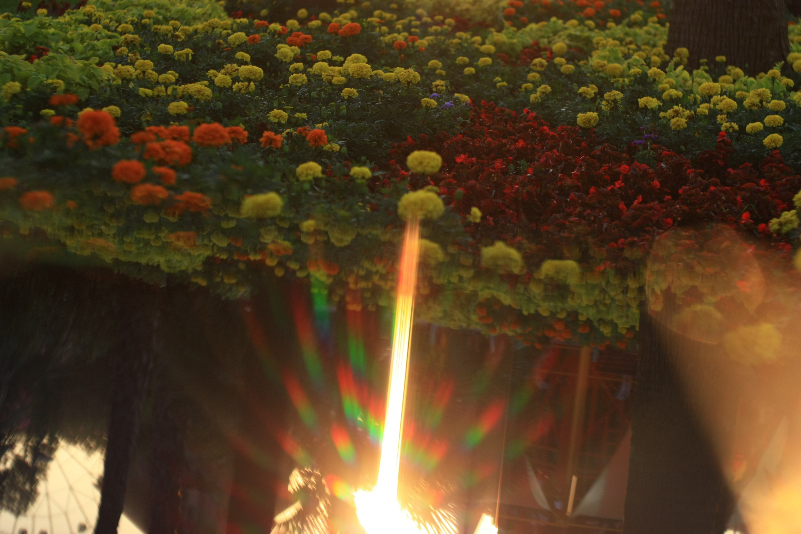 Первые кадры. Сочи — парк. Фотограф Роман Адлер