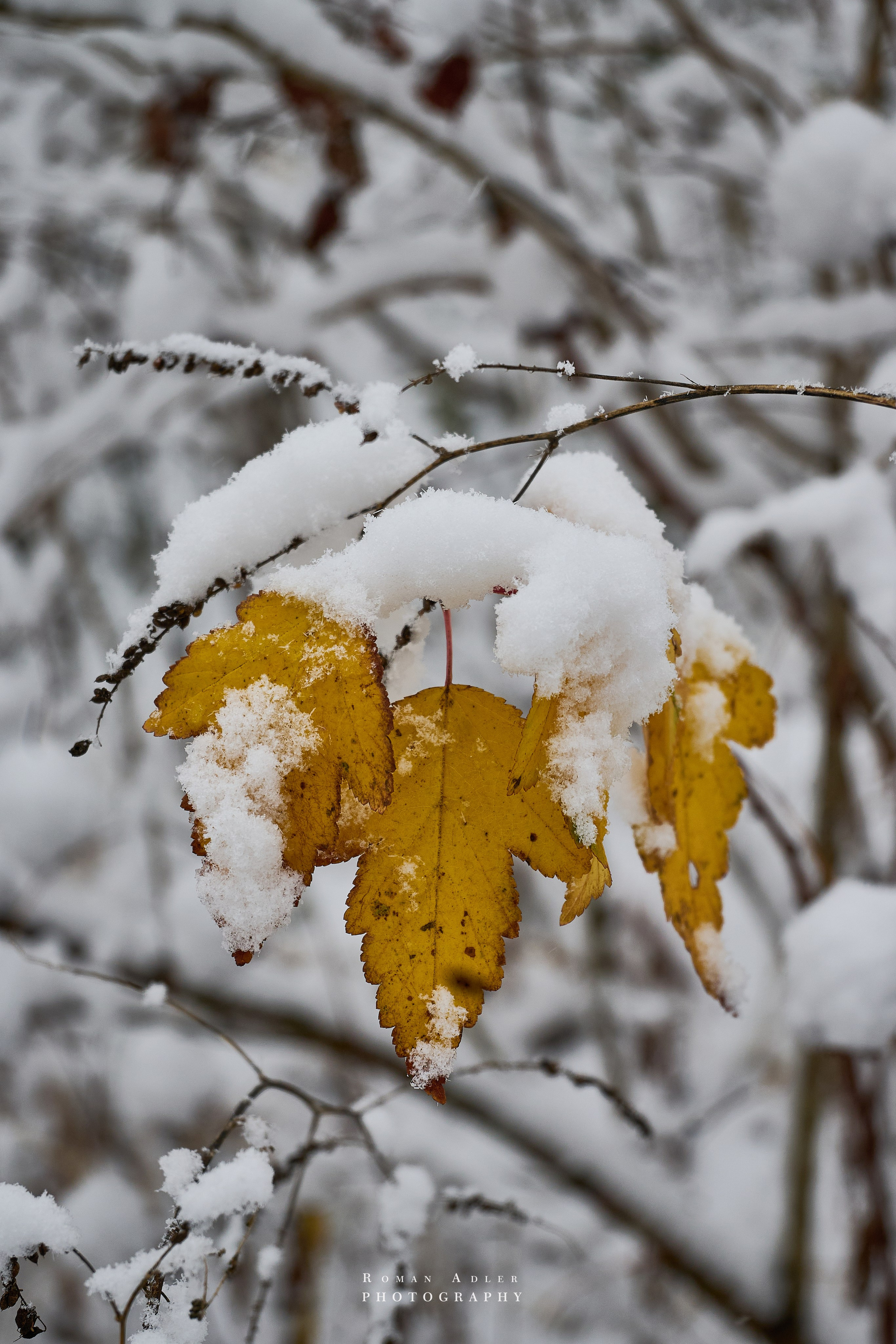 Первый снег. Снег на желтых листьях. Фото первого снега. Фотограф Роман Адлер