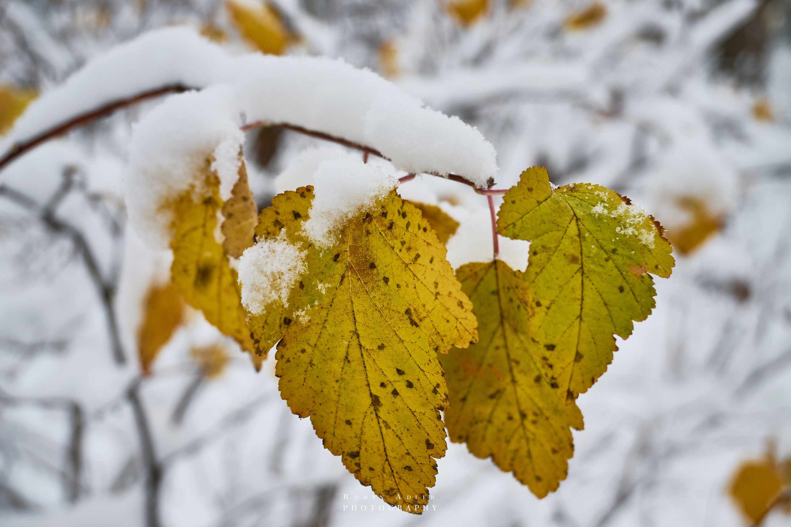 Первый снег. Ноябрь 2024. Фотограф Роман Адлер