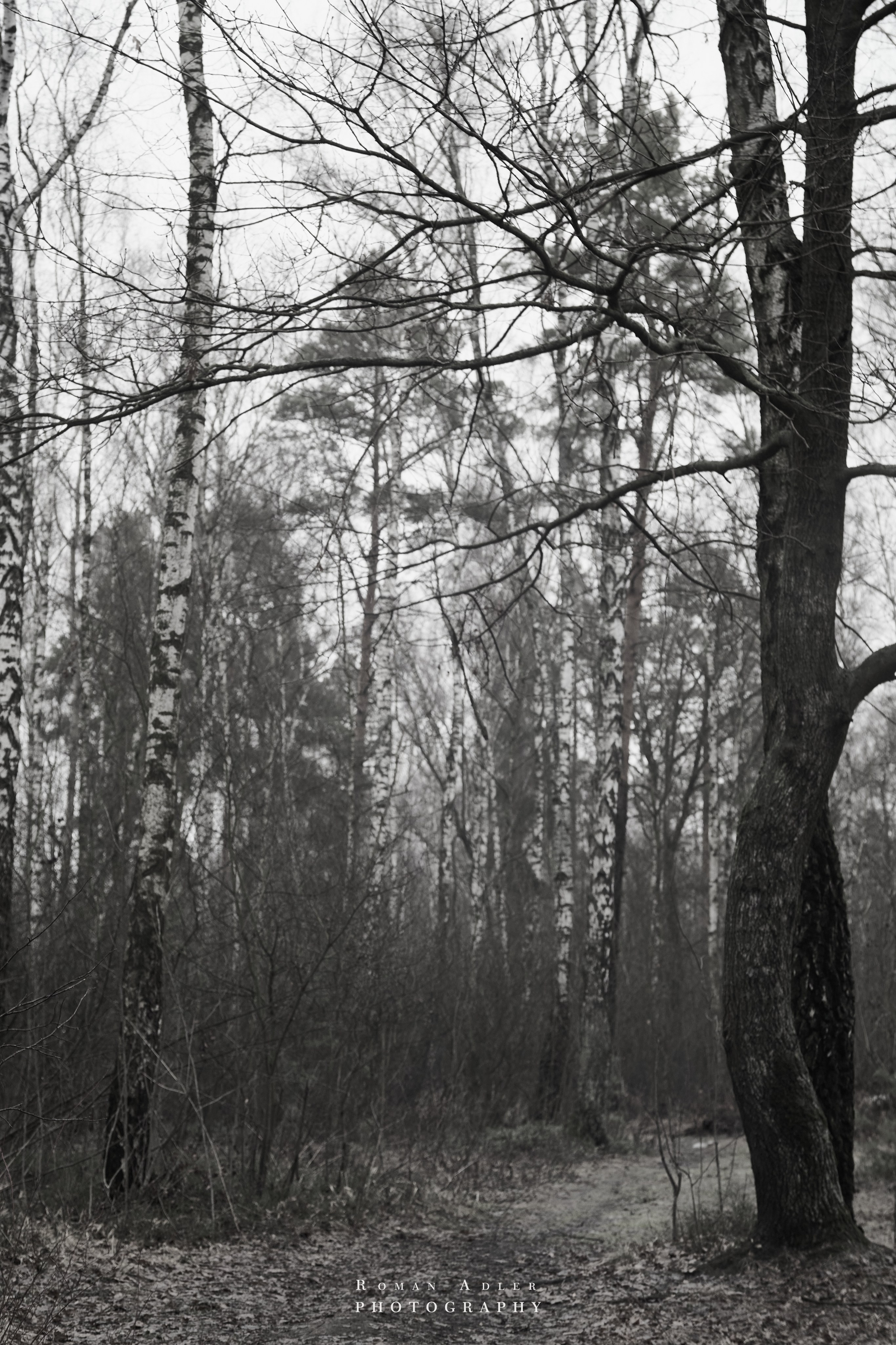 Февральский лес. Фотограф Роман Адлер