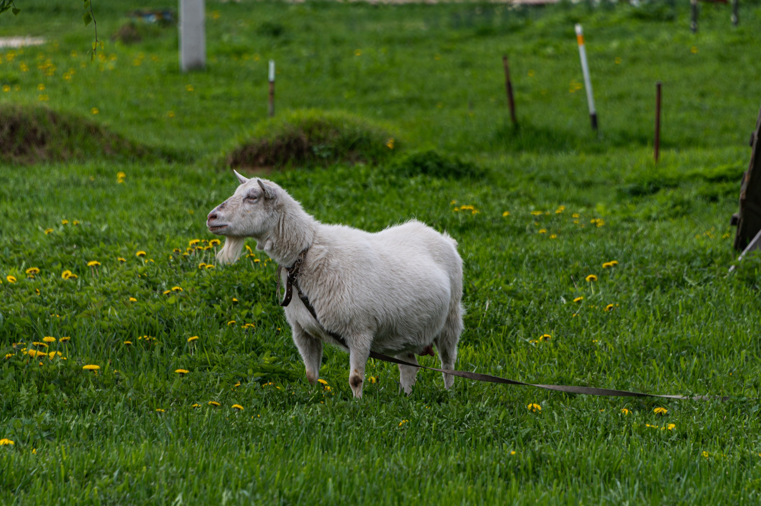 Суздаль. Май 2023. Фотограф Роман Адлер