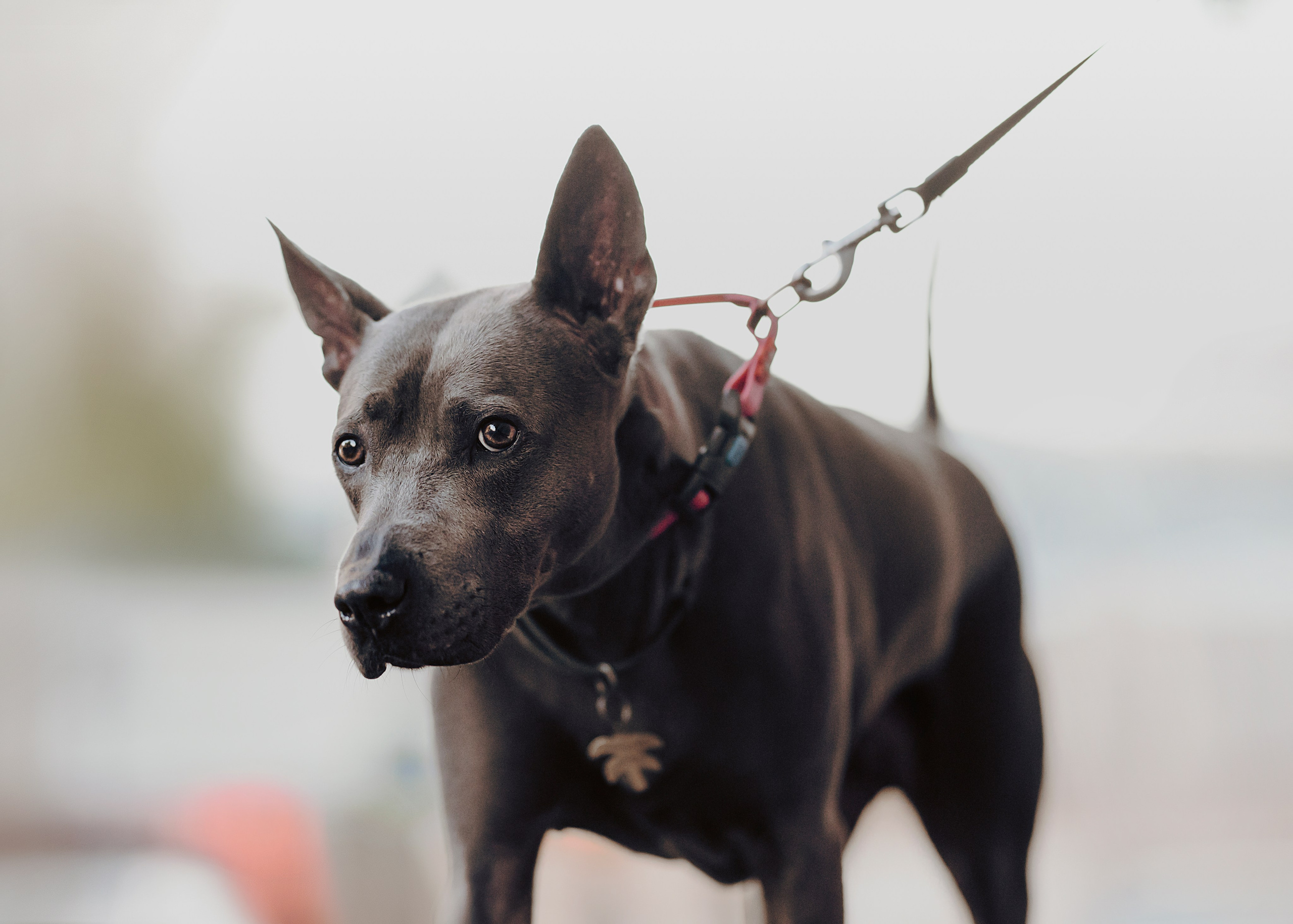 Шарма. Фотограф- анималист Александра Матвеева