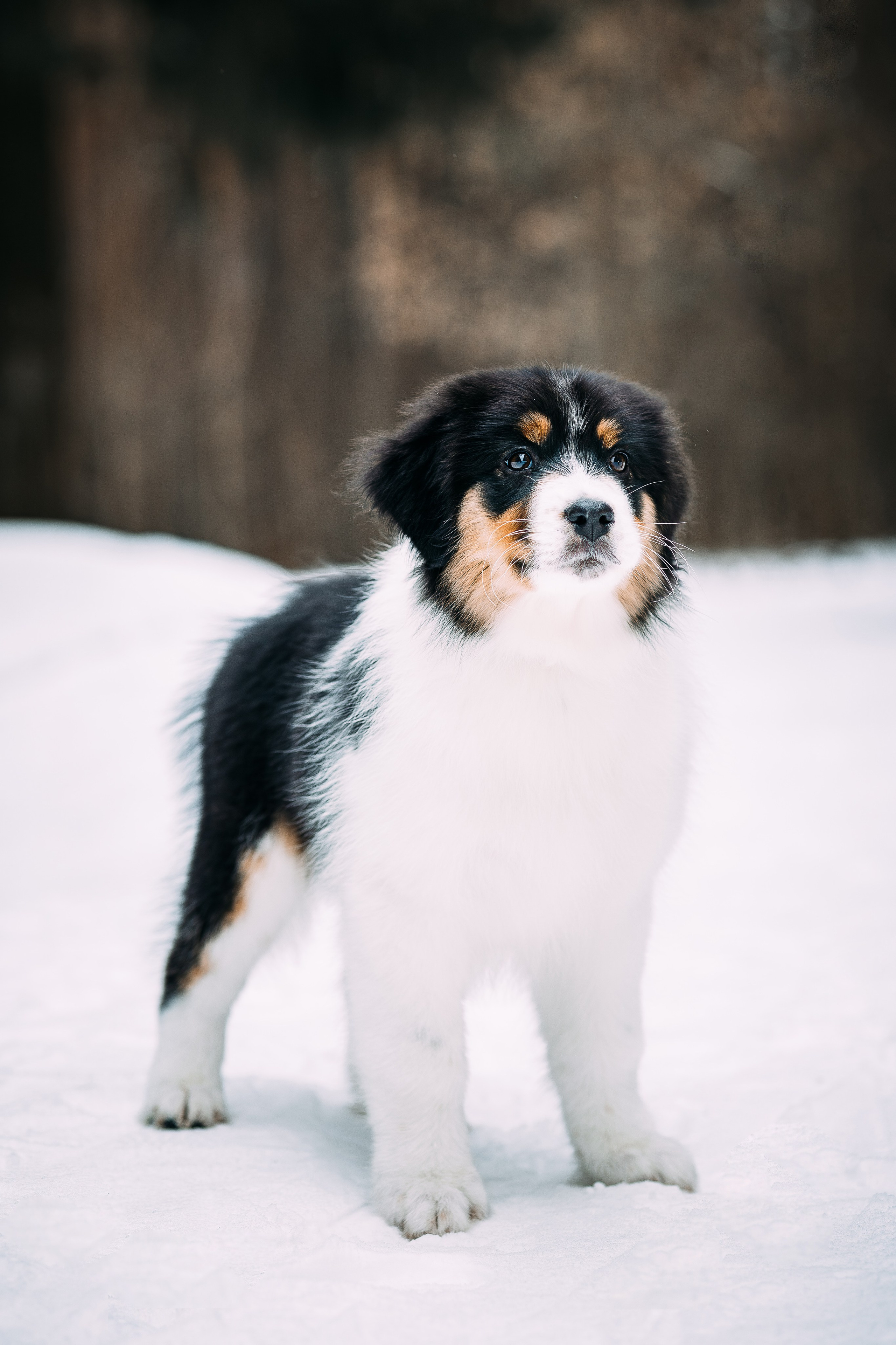 Щенки. Фотограф Яна Матвеева в Ижевске