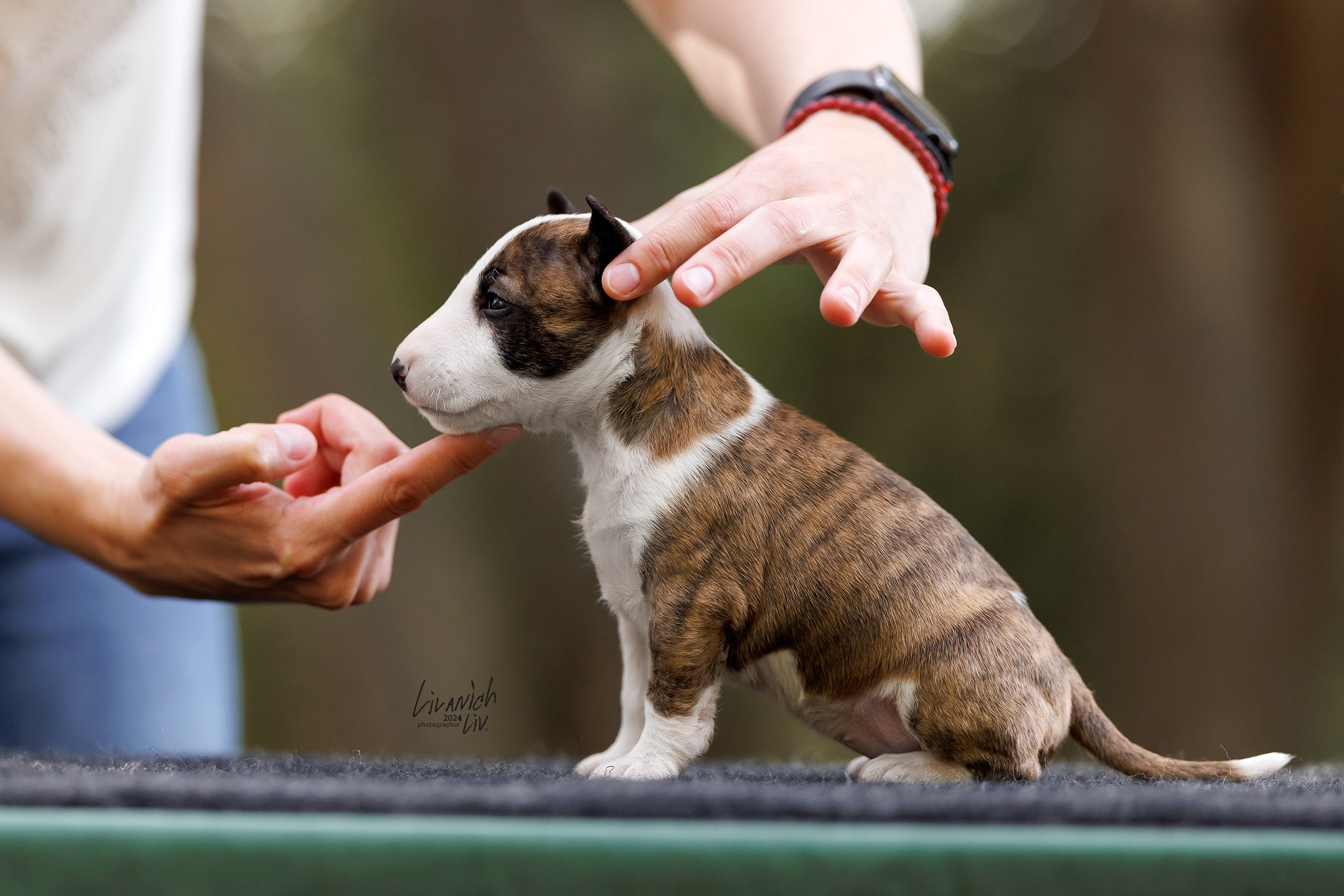 Щенки. Фотограф для вашей собаки