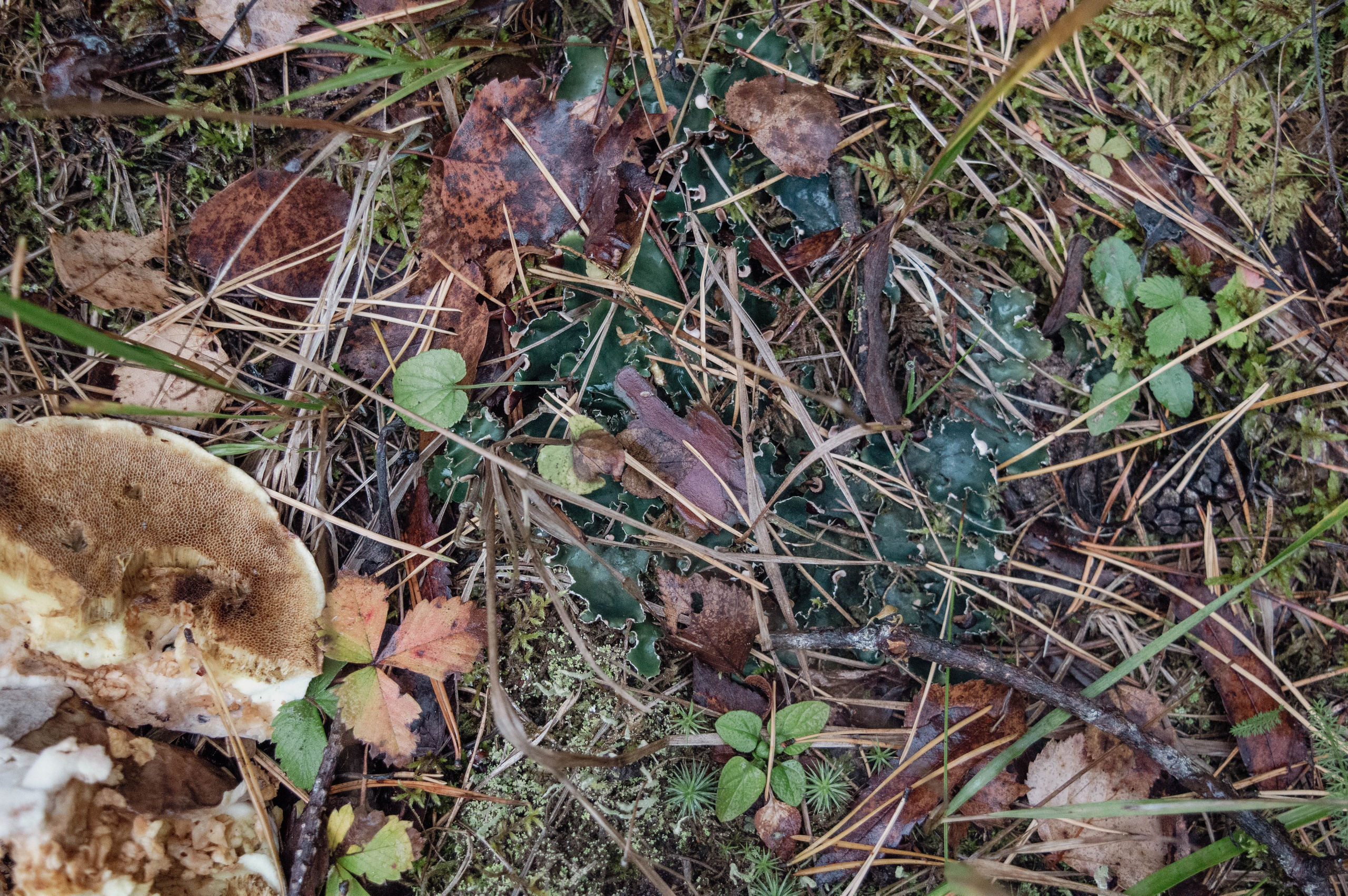 Weekend в лесу. Фотограф Анастасия Лощакова в Москве