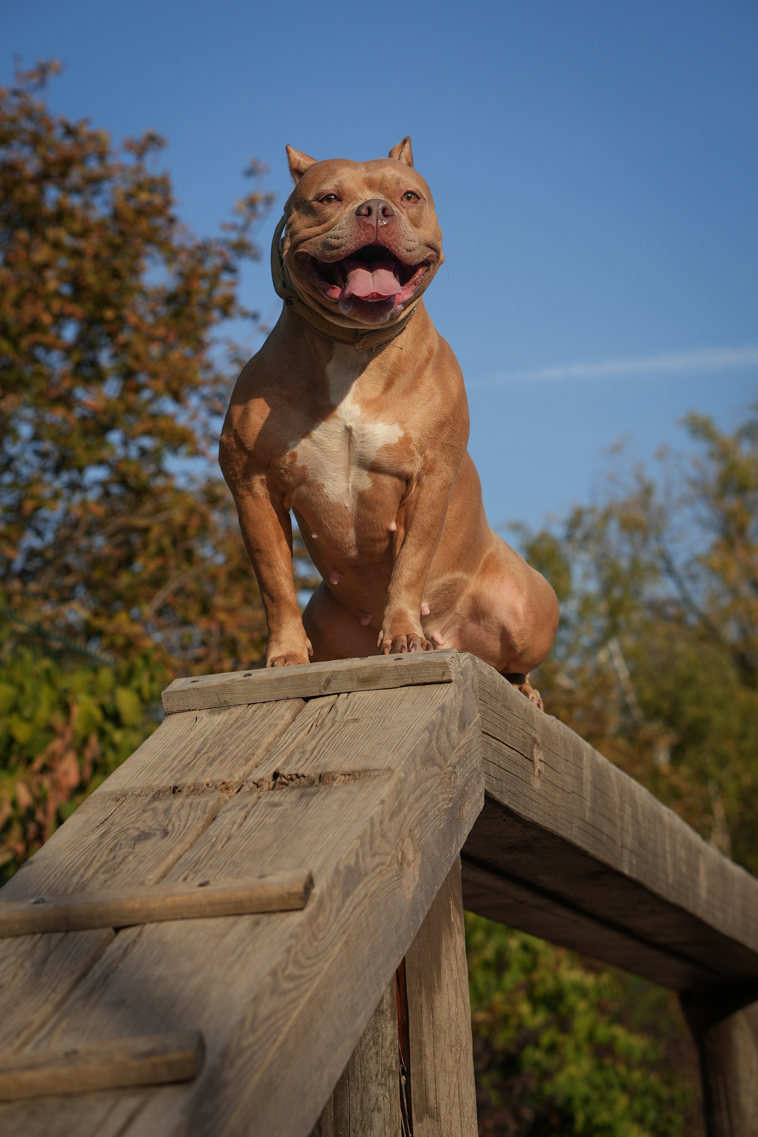 АмБулли Адель. Фотограф-анималист Асадова