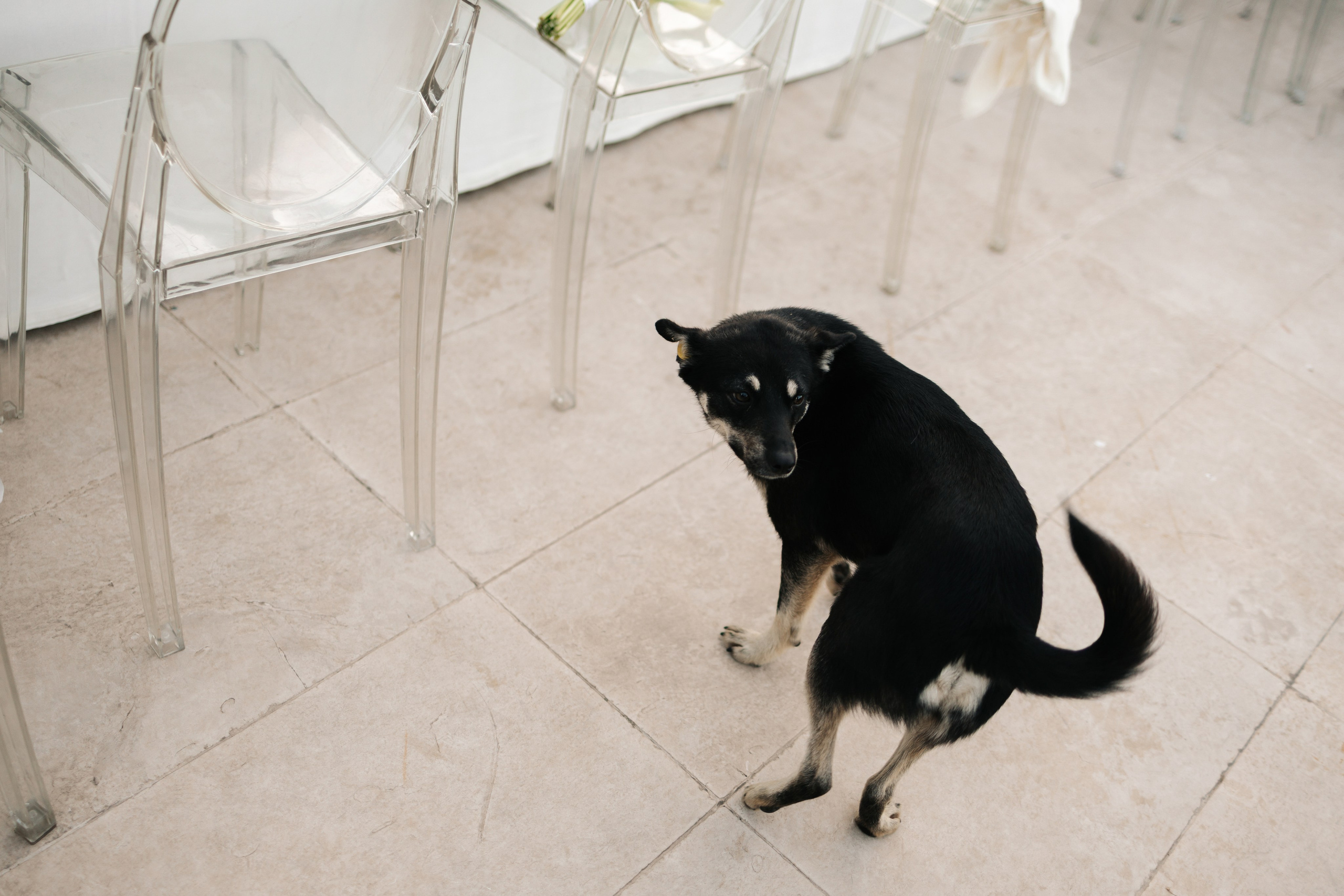 Для конкурса. Свадебный фотограф Москва Мотеюнайте Виктория