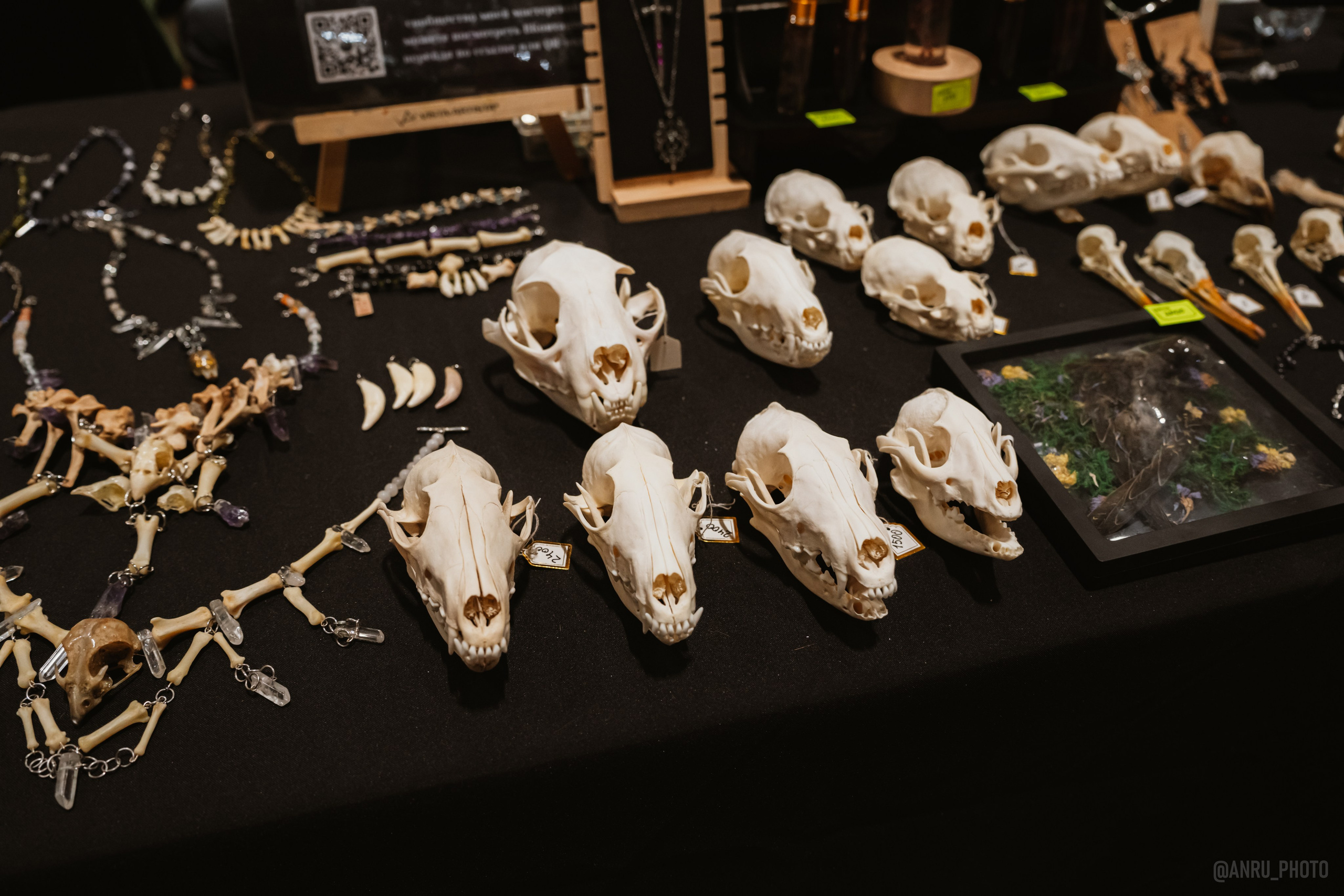 Рептилиум (ручная работа). Репортажный фотограф Анастасия Рубцова