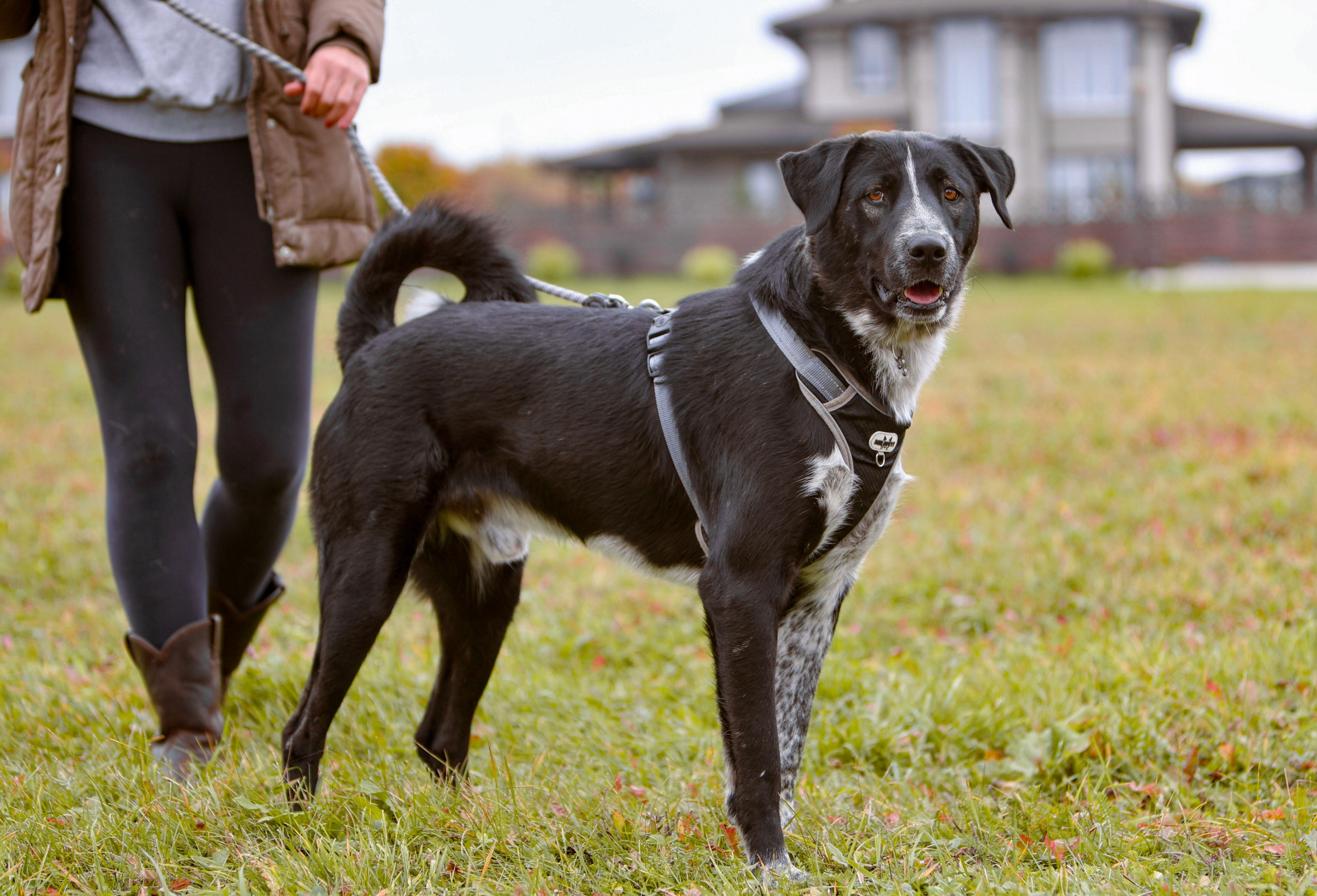 Собаки. Фотограф Максим Татаринов