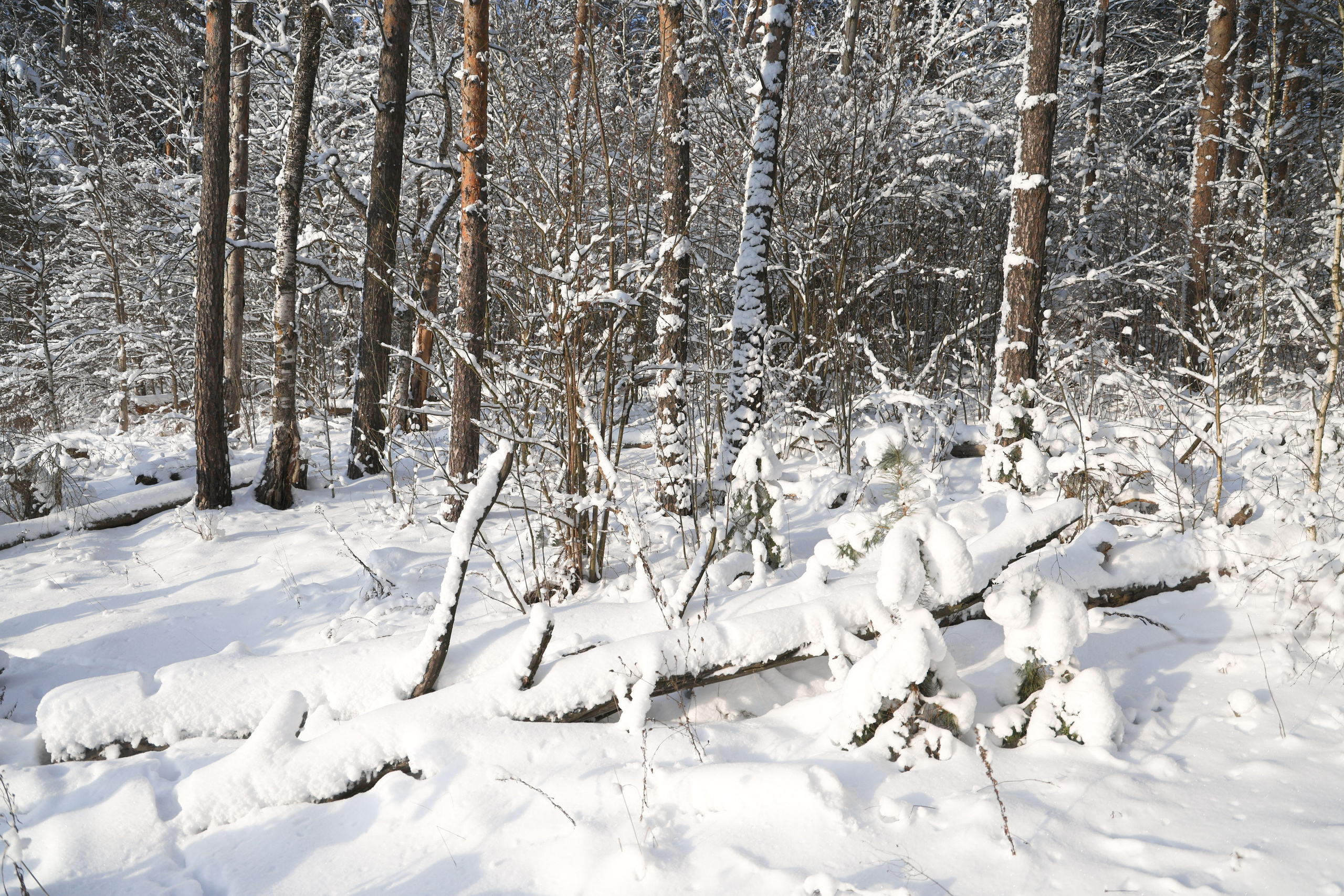 Рождествено Зима 2026. Фотограф Максим Татаринов