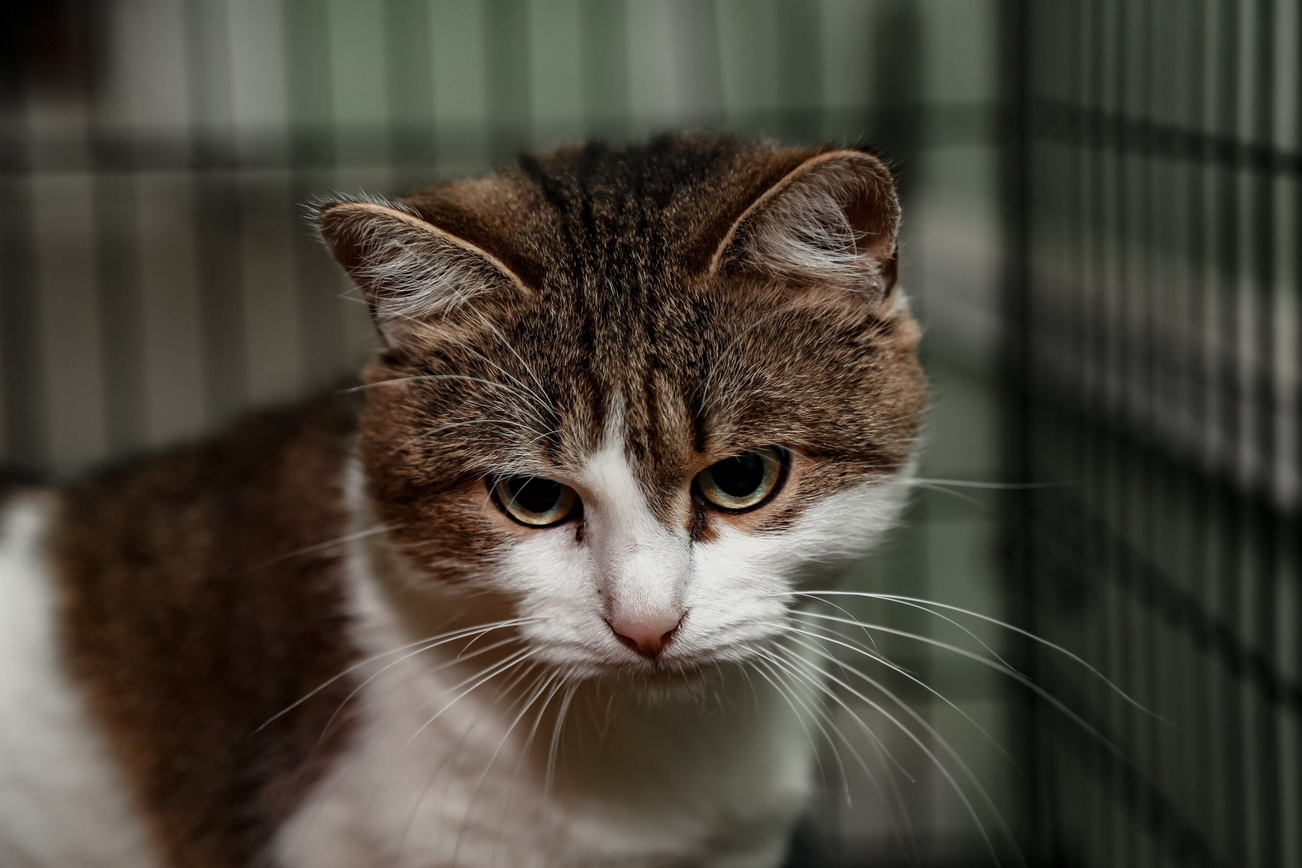 Приют Кошкин Дом Филимоша. Ваш фотограф в Оренбурге Рощупкина Екатерина