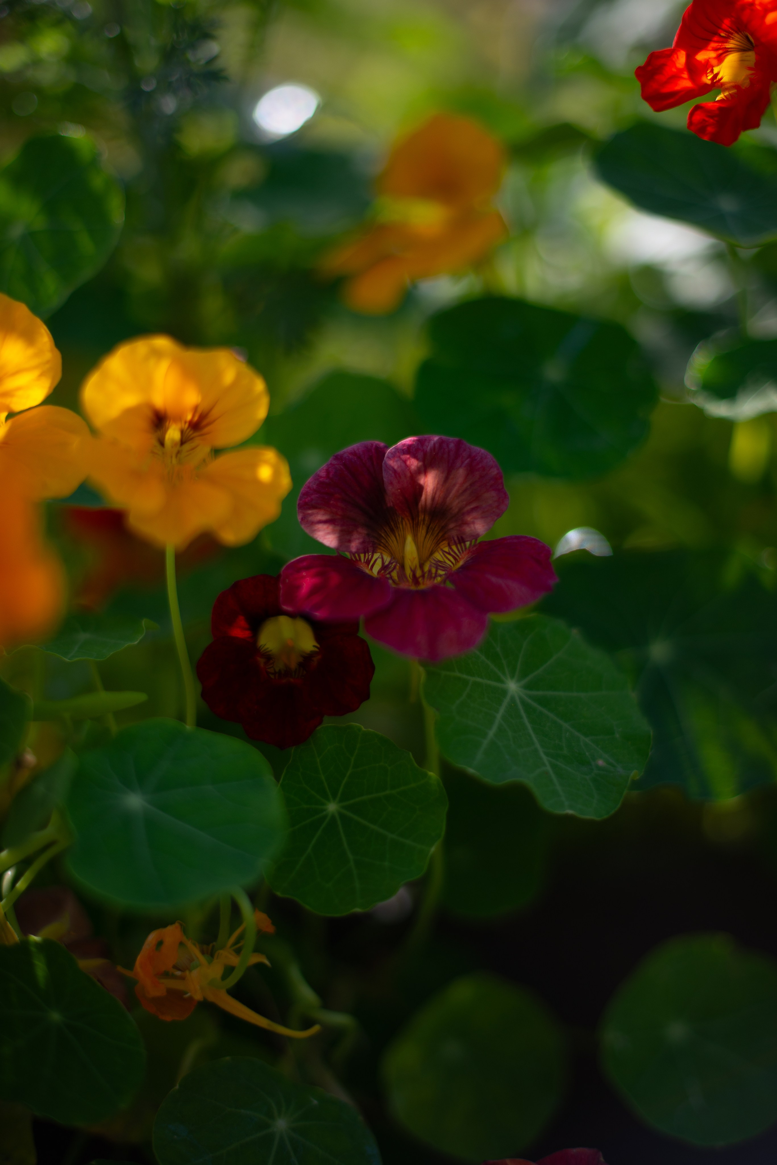Цветы сада МГУ. Victoria Radjevna Репортажный Фотограф — Видеограф Москва • Санкт-Петербург
