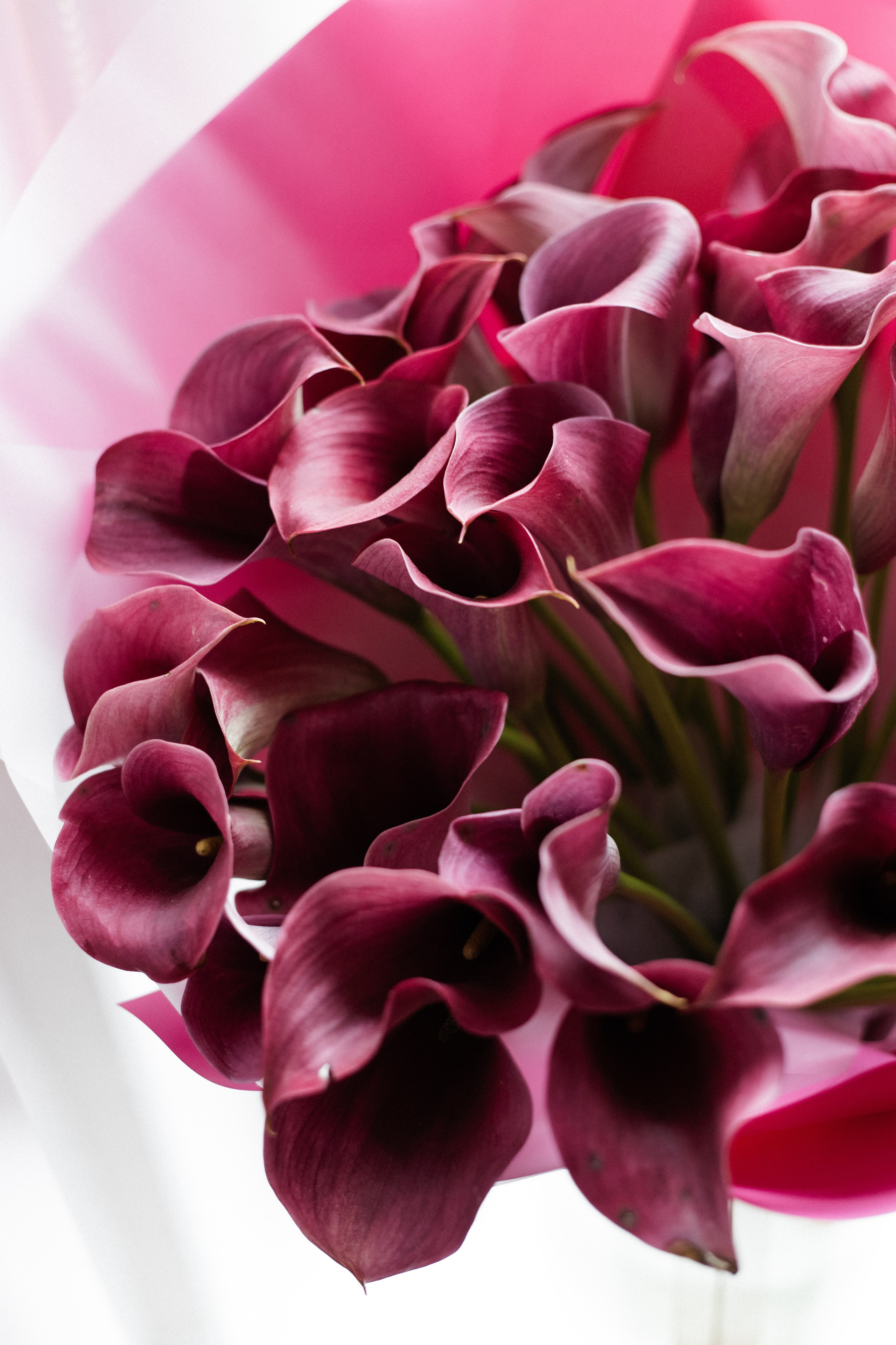 Отзывы. Свадебный и семейный фотограф Анна Печенкина