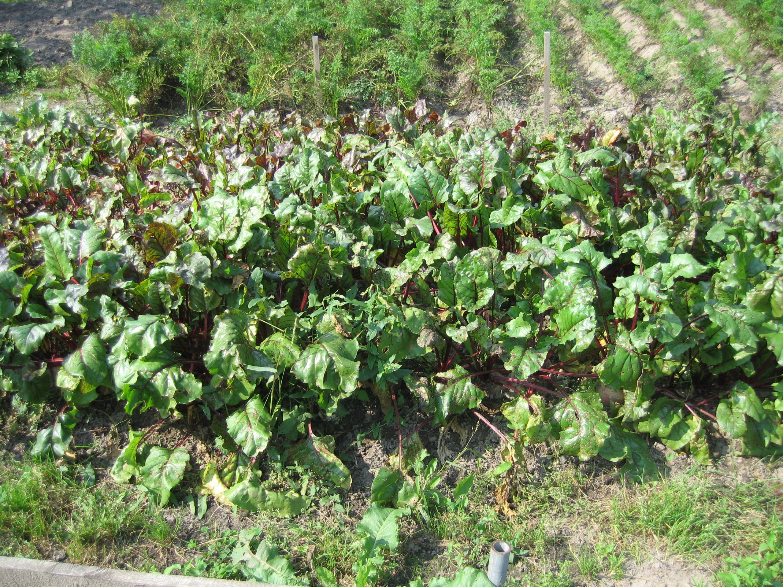 свекла, растущая на грядке в огороде в летний солнечный день. Вокруг также видны другие растения и трава.