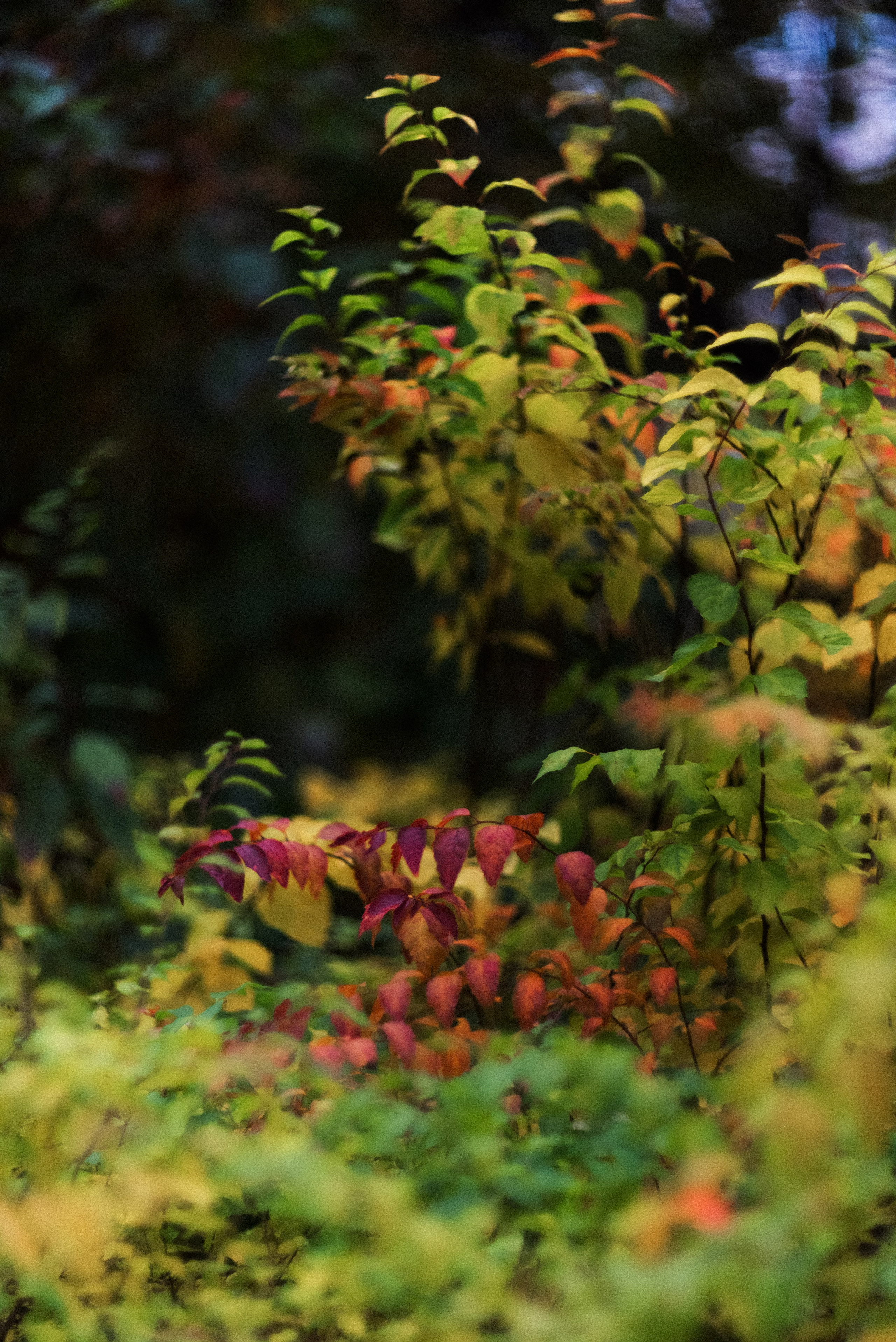 Autumn. Свадебный фотограф Санкт-Петербург DanyaPhotoart