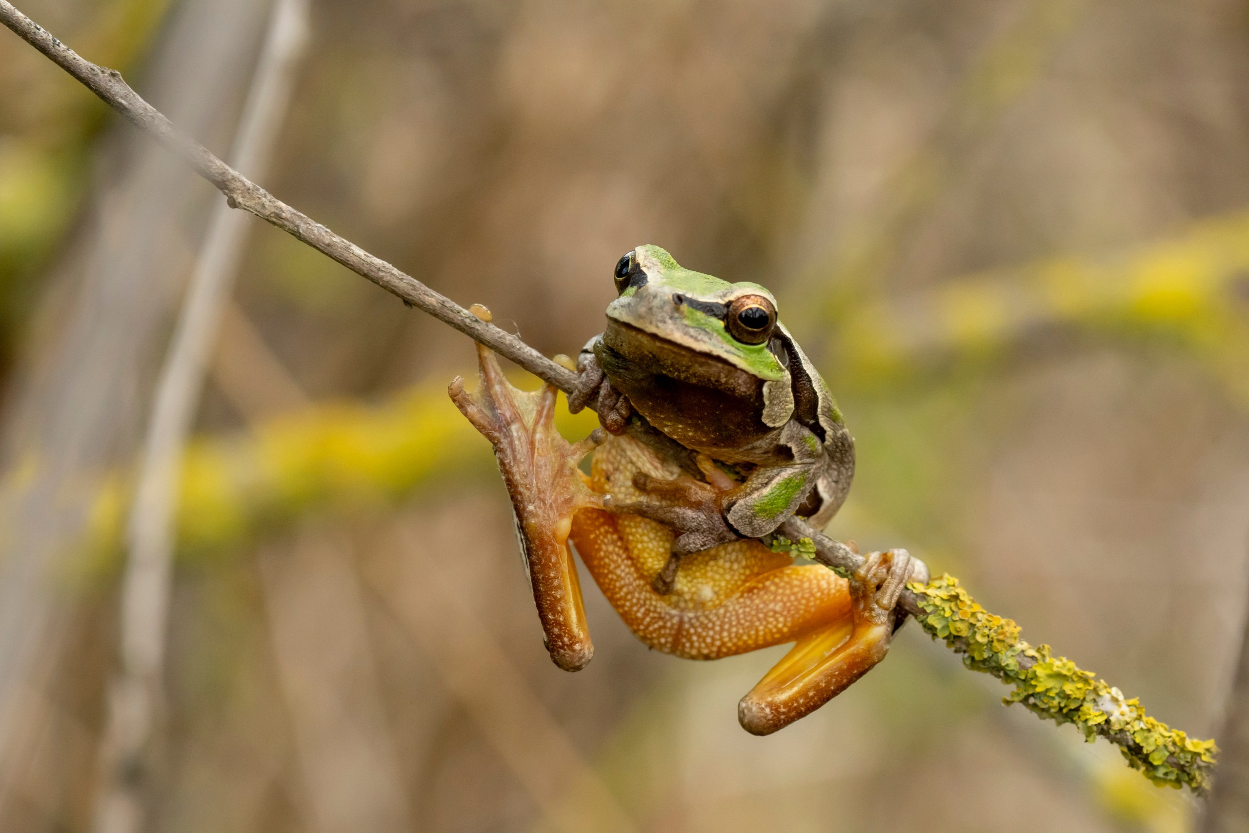 Дикая природа Дагестана. Май 2025 г. Foto-Zuev фотография как искусство