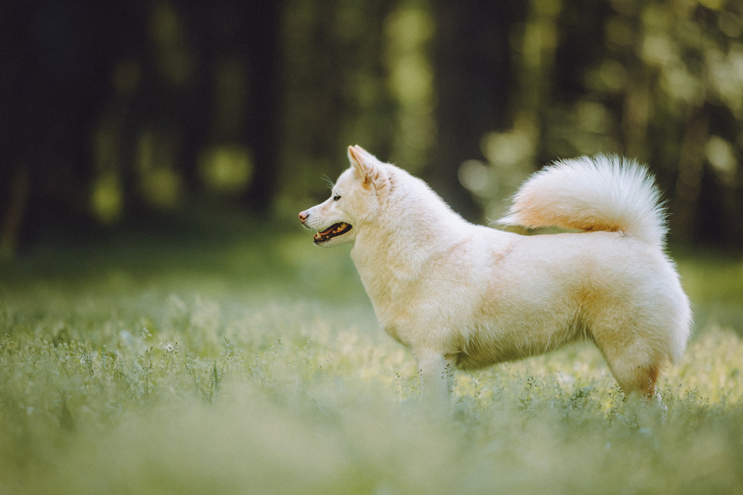 Шед, Цири, Чиби, Цера и их семья