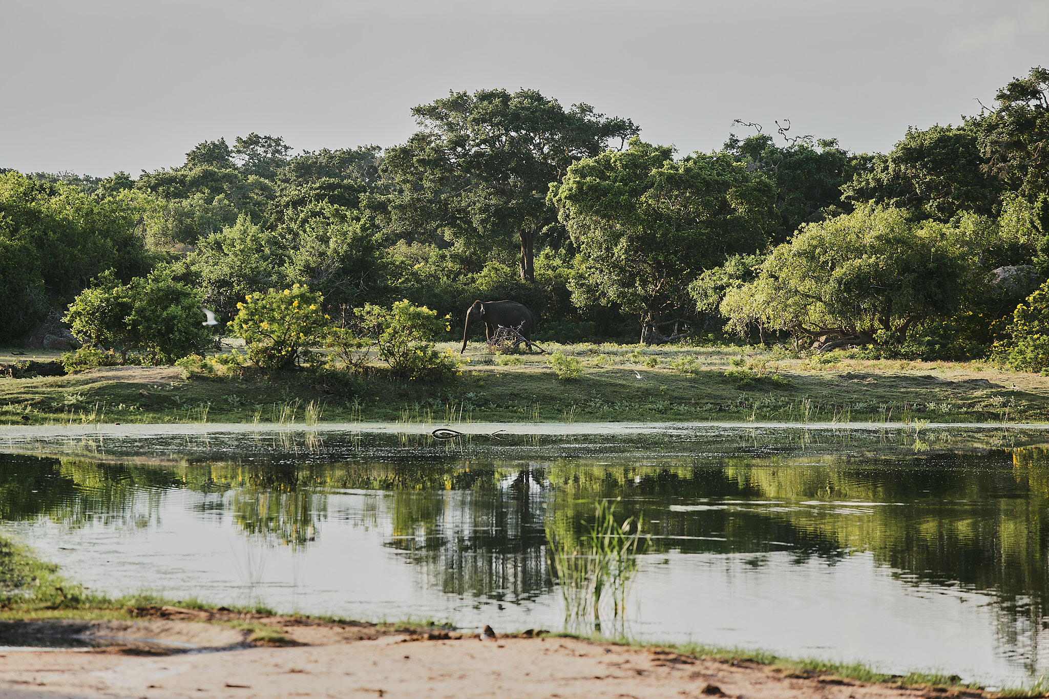Yala National Reserve. Photographer Sonkina Tatiana (Tanya Ash)