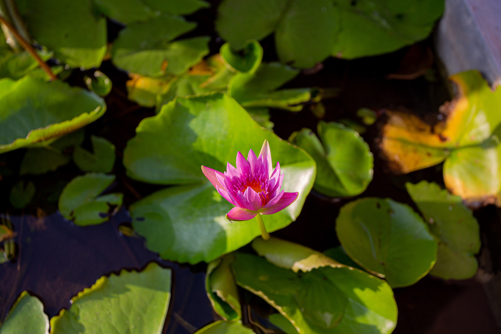 Амбалангода. Фотограф Сонкина Татьяна