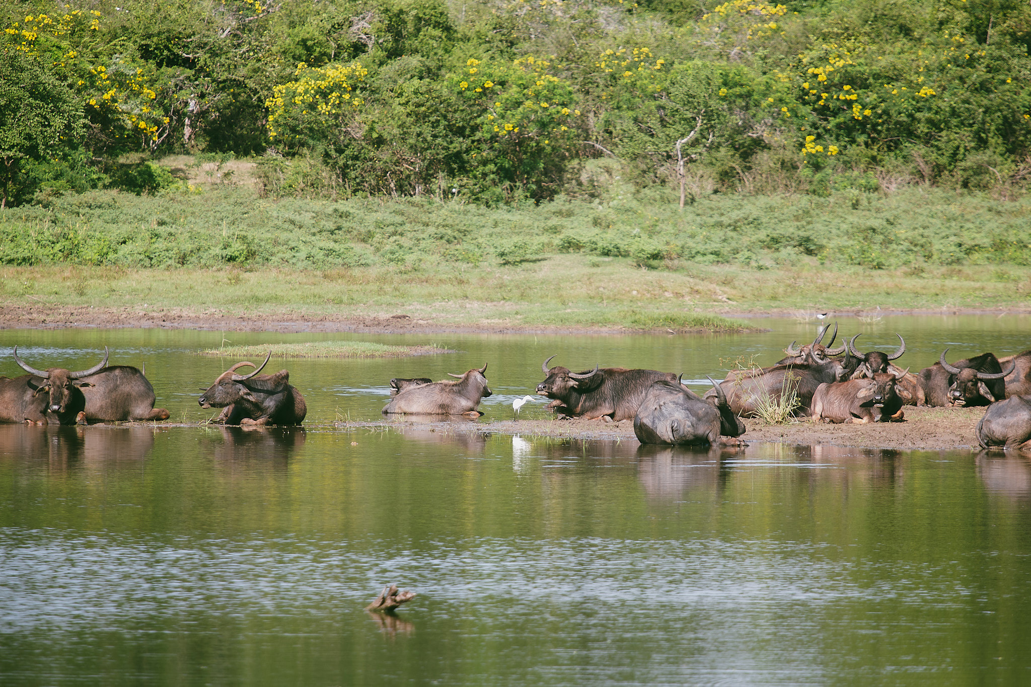Yala National Reserve. Photographer Sonkina Tatiana (Tanya Ash)