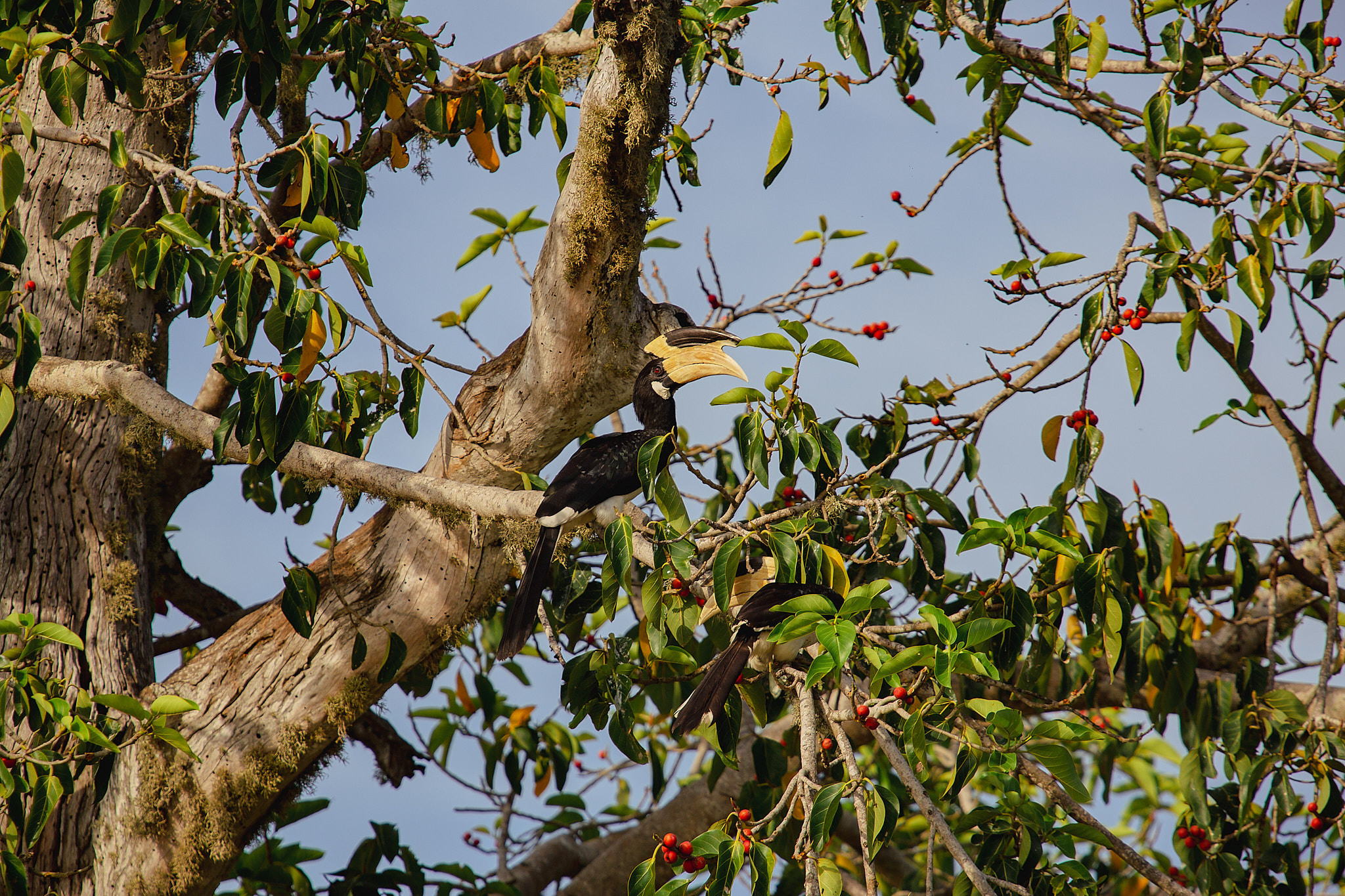 Yala National Reserve. Photographer Sonkina Tatiana (Tanya Ash)