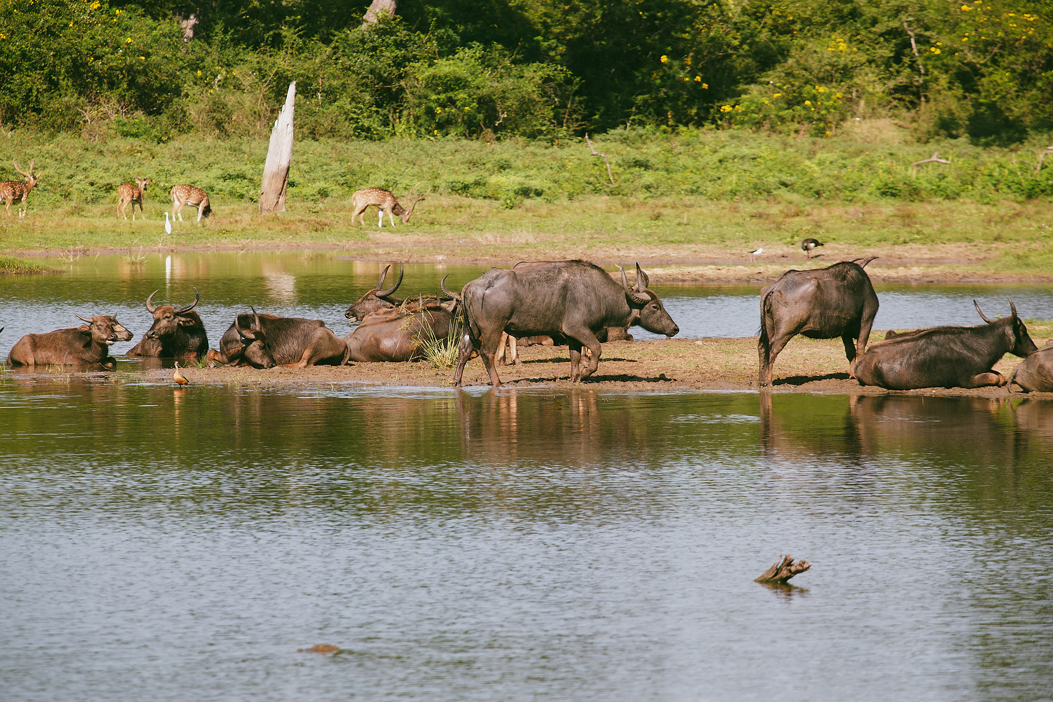 Yala National Reserve. Photographer Sonkina Tatiana (Tanya Ash)